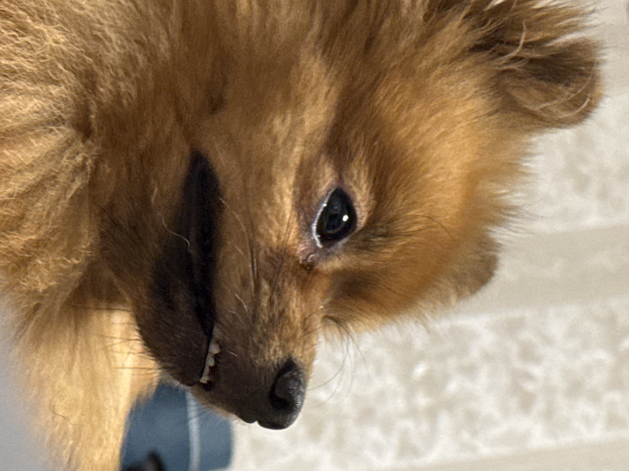 The media file is a close-up, eye-level shot of a small, fluffy, light brown dog's head. The dog is positioned in the lower right quadrant of the frame, with its head tilted downwards and to the left, giving the impression it is looking down at something. The dog's fur is long and textured, with strands of lighter and darker brown visible. Its right eye, a dark, reflective orb, is prominent and appears to be looking directly at the camera. The left side of its face is in shadow. Part of its nose, which is dark and moist, is visible, as are its small, sharp teeth slightly showing through its partially open mouth.
The background is blurred and appears to be an indoor setting with a textured, light-colored surface, possibly a blanket or carpet. The lighting suggests daytime, with a soft light source illuminating the dog from the left, creating subtle highlights and shadows. There are no people, text, or specific environmental cues to indicate the exact location beyond the general setting. The dog's expression could be interpreted as curious or playful, with its tilted head and slightly parted lips. The overall impression is an intimate portrait of a young canine.