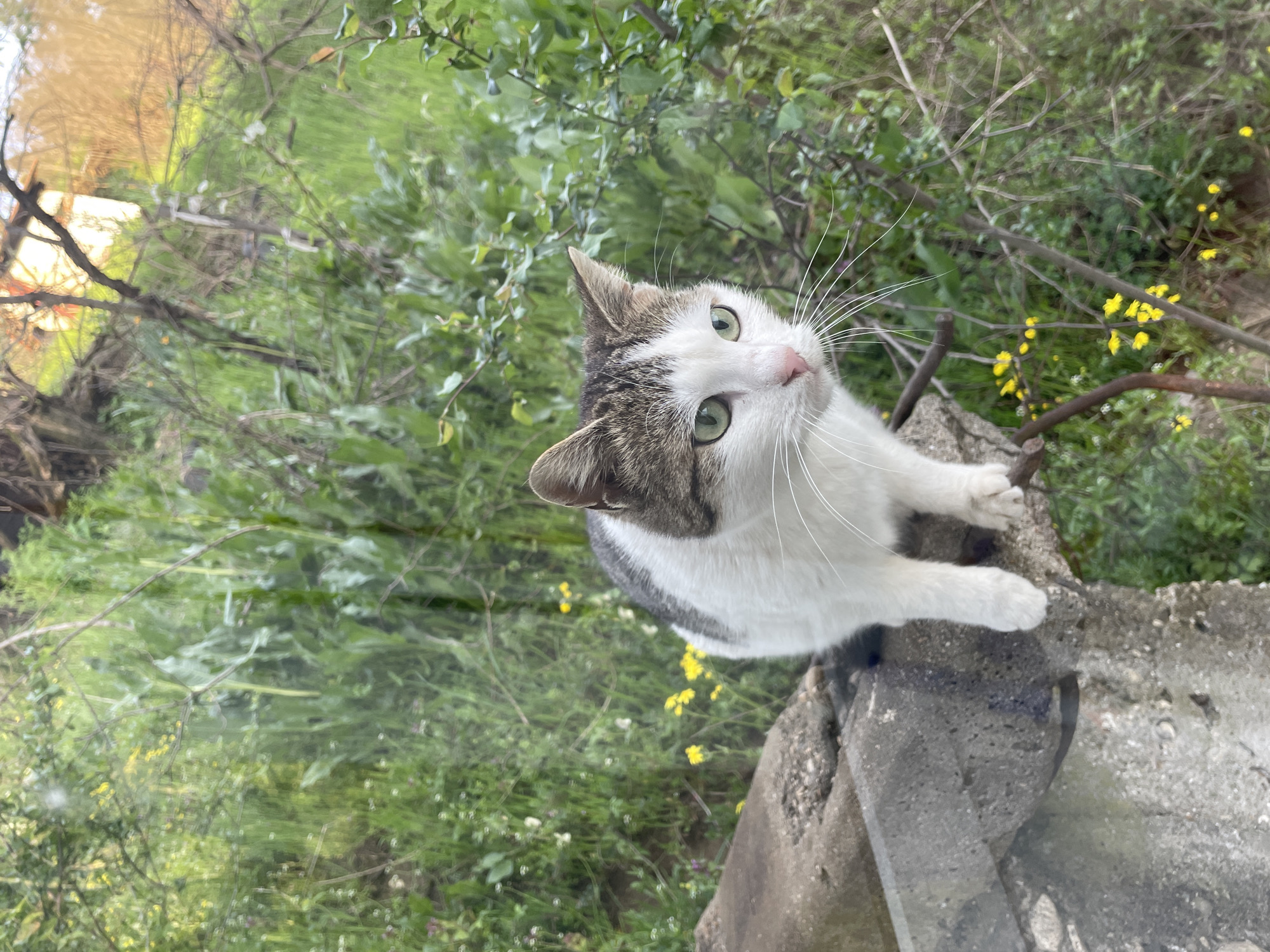 A cat is perched on a concrete structure, possibly a wall or ledge. The cat is mostly white with grey patches on its head and back. It has green eyes and long white whiskers. The background shows a green, foliage-filled area, with hints of yellow flowers. The location is likely Zlatograd, Bulgaria, though this is not discernible from the image alone. The cat is looking up towards the camera.