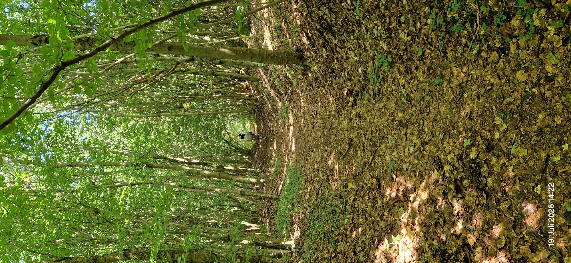 A person is walking on a leaf-covered dirt path through a dense forest. The path is surrounded by numerous trees with green foliage, creating a canopy overhead. Sunlight filters through the leaves, dappling the path with light and shadow. The ground is covered in a thick layer of fallen leaves, predominantly in shades of brown and yellow. There are some patches of green undergrowth visible along the sides of the path. The image appears to be taken from a low angle, looking down the path as it recedes into the distance. A timestamp in the lower left corner reads "19. Juli 2026 14:22". The scene is located in Neustadt am Kulm, Germany.