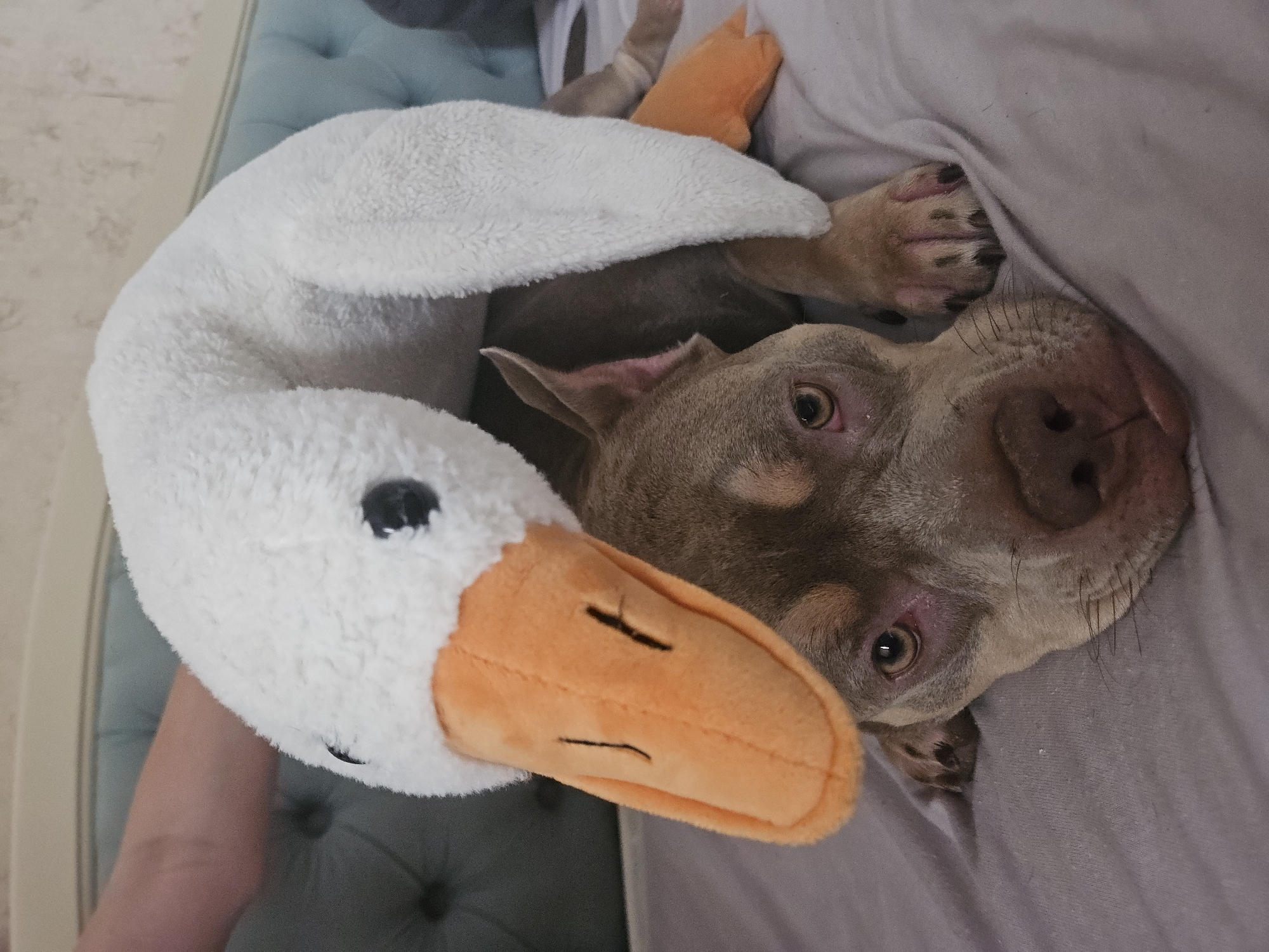 A dog, appearing to be a pit bull mix with grey and tan fur, is lying on a grey surface, possibly a bed or couch. A white plush toy, resembling a goose with an orange beak, is placed over the dog's head and neck, with its beak resting on the dog's forehead. The dog's eyes are open and looking towards the camera. The background shows a tufted blue headboard and a textured wallpaper. A person's arm, with fair skin, is visible in the upper left corner of the image, partially obscured by the plush toy. The scene is indoors, with soft lighting. There is no indication of the location being in Ulyanovsk, Russia.