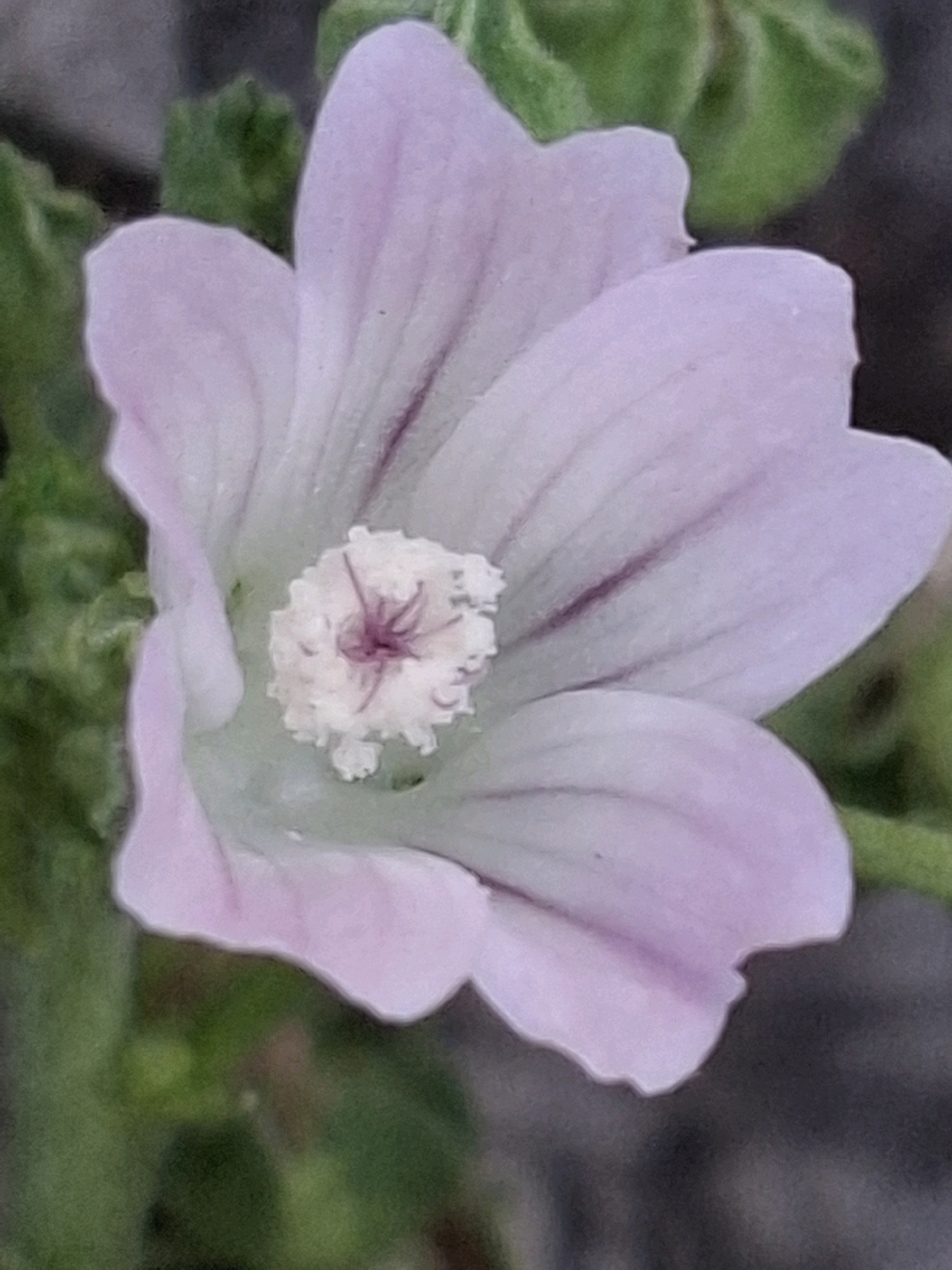 A close-up, low-angle shot showcases a light purple, five-petaled flower with a ruffled, pale yellow center. Darker purple veins run through each petal. The background is a blur of green foliage and dark gray. The image is not identifiable as being located in Almaty, Kazakhstan.