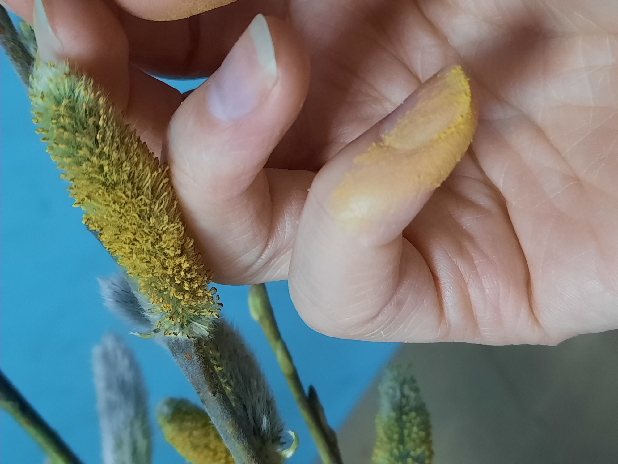 A close-up photograph shows a human hand holding a flowering pussy willow branch. The person's index finger is covered in yellow pollen from the branch. The background is a blurry light blue. There is no indication of the location being Krasnogorskoye, Russia, or any urban environment. The focus is entirely on the hand and the pussy willow branch.