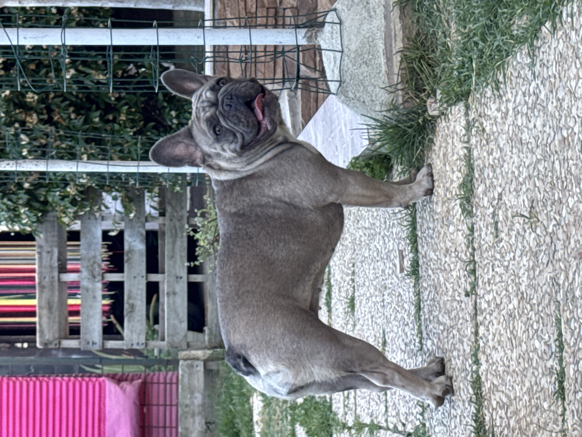 A brindle French Bulldog stands on a pebbled walkway in what appears to be a backyard in San Benedetto del Tronto, Italy. The dog is facing right with its head turned to look at the camera. Its mouth is open and its tongue is visible. Behind the dog, a wooden structure, possibly a fence or furniture made of pallets, is visible, along with brightly colored fabric, possibly curtains or flags. Greenery and a stone structure are also part of the background. The ground is a mosaic of small stones with patches of grass. The lighting suggests it is daytime, with natural light illuminating the scene.