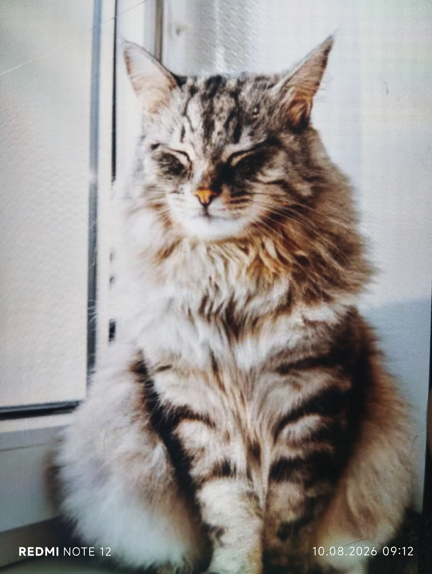 A medium shot captures a fluffy tabby cat with its eyes closed, sitting upright indoors. The cat has brown and black stripes on its fur, a bushy mane, and pointed ears. It is positioned in front of a window with vertical blinds. The bottom right corner of the image displays a timestamp: "10.08.2026 09:12". The bottom left corner shows the text "REDMI NOTE 12". The scene does not provide any information about the city of Shymkent, Kazakhstan.