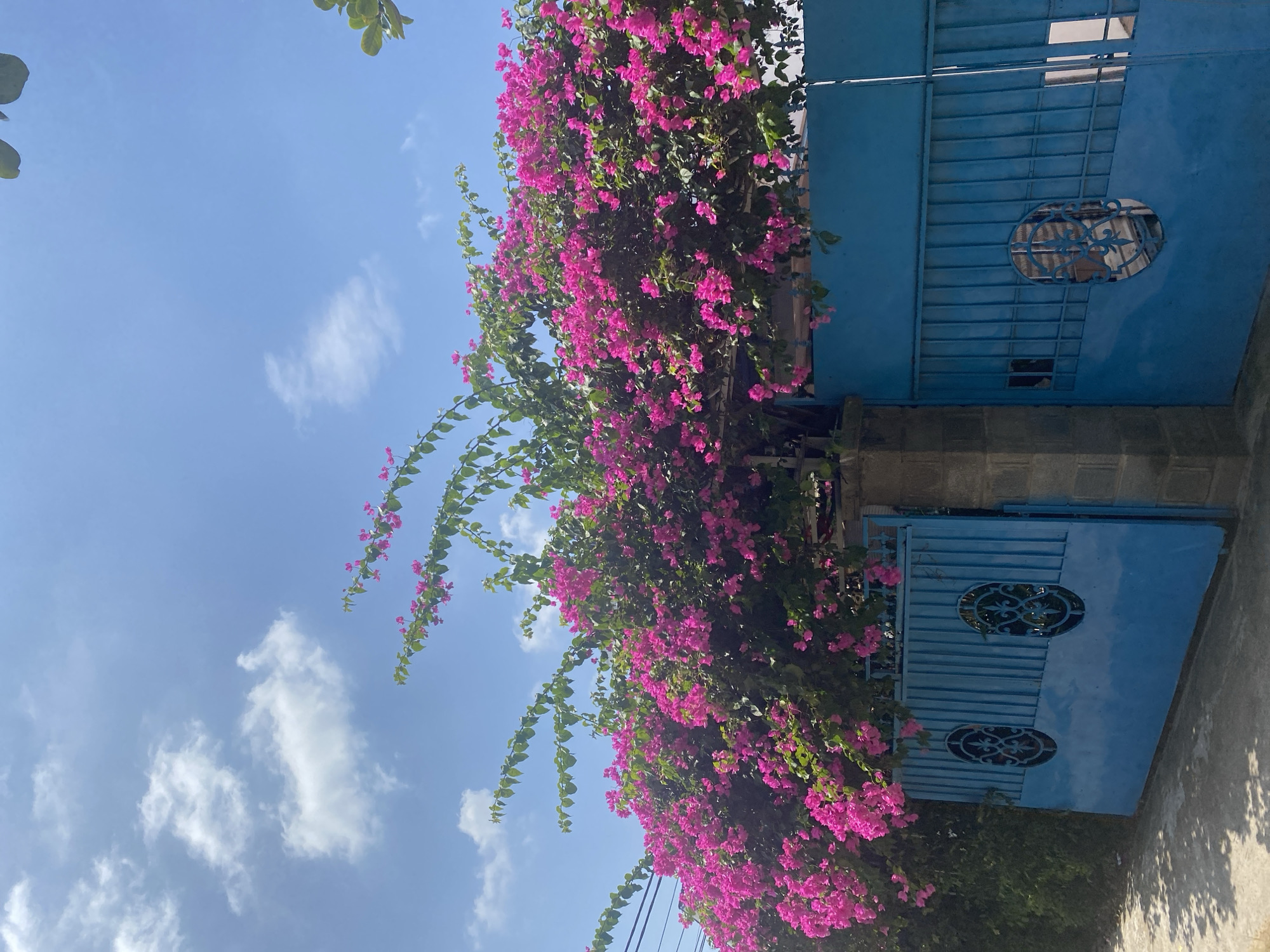 A vibrant image captures a sunny day in Mũi Né, Vietnam. A lush bougainvillea plant, heavy with bright pink flowers, cascades over a tall, blue metal gate. The gate features decorative oval cutouts with intricate scrollwork. To the left of the gate, a section of a concrete wall is visible, and beyond that, dense green foliage. The sky above is a clear blue, dotted with fluffy white clouds. The scene is likely situated along a street or pathway, as evidenced by the texture of the ground in the lower left corner, suggesting pavement or a similar surface. The overall impression is one of tropical beauty and a peaceful, sun-drenched atmosphere.