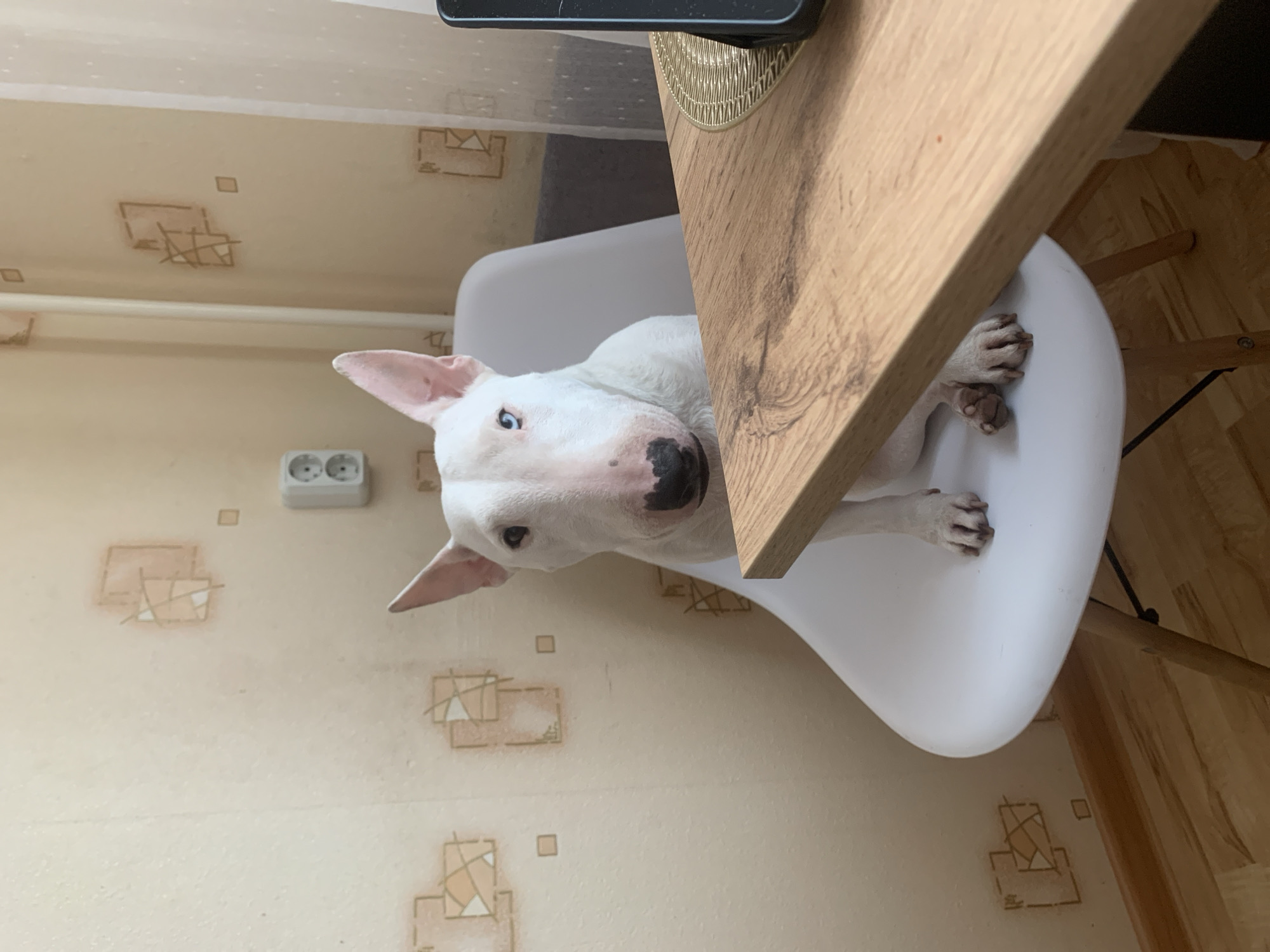 A white Bull Terrier dog is captured indoors in what appears to be a dining or kitchen area in Chaikovsky, Russia. The dog is seated on a white, modern-style chair, peering out from under a light-colored wooden table that partially obstructs the view of its body. Its front paws are visible resting on the chair. The dog has prominent white fur, a black nose, and notably bright blue eyes, with one clearly visible looking directly towards the viewer, conveying an alert and curious expression. Its ears are pointed and erect.
The background features a beige wall adorned with a repeating geometric wallpaper pattern consisting of outlined squares and intersecting lines in light brown tones. A white electrical outlet with two sockets is affixed to the wall on the left side of the frame. A golden, textured placemat or coaster is partially visible under the table leg on the right. The floor appears to be a light-colored wood. The lighting suggests daytime, with soft, ambient illumination. There is no visible text in the image.