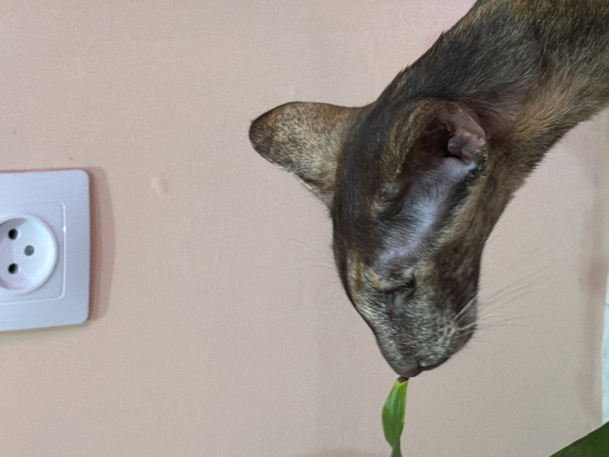 A close-up shot depicts the head of a brown and grey cat with pointed ears, bent down to sniff or nibble at a small green sprout. The cat's face is positioned near the bottom of the frame, with its nose touching the sprout. The background consists of a plain, peach-colored wall, next to a white electrical outlet with three circular holes. The scene is likely indoors. There is no indication of the location being in Chaikovsky, Russia.