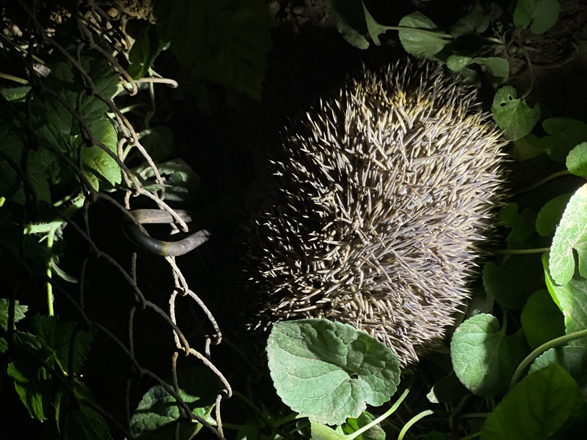 A hedgehog is visible in a dimly lit outdoor area in Sofia, Bulgaria. The hedgehog is positioned near a chain-link fence partially covered with foliage, including plants with large, rounded leaves. The hedgehog appears to be balled up, exposing its spines.