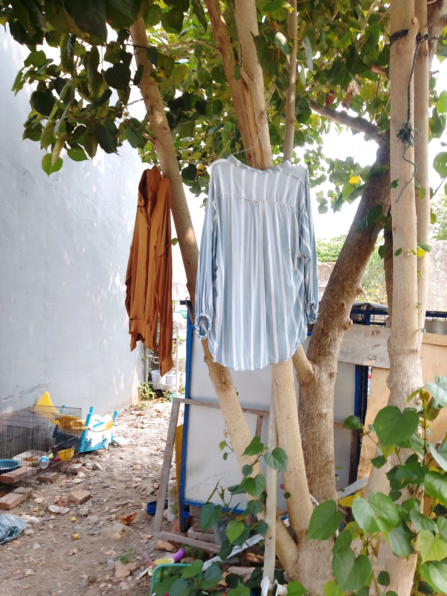 The image depicts an outdoor scene in Cikal, Indonesia. In the foreground, a tree with multiple trunks stands prominently. Two garments are hung on the tree branches: a brown long-sleeved shirt and a light blue and white striped long-sleeved blouse. Behind the tree, a white wall is visible on the left, with dappled sunlight casting shadows. To the right of the tree, a structure with a blue frame and a white panel is partially visible. The ground is unpaved, covered with dirt, stones, and scattered debris. A black metal cage is situated on the ground to the left, containing some items. Various other objects, including plastic containers and gardening tools, are present in the background. The overall impression is of a slightly cluttered outdoor yard.