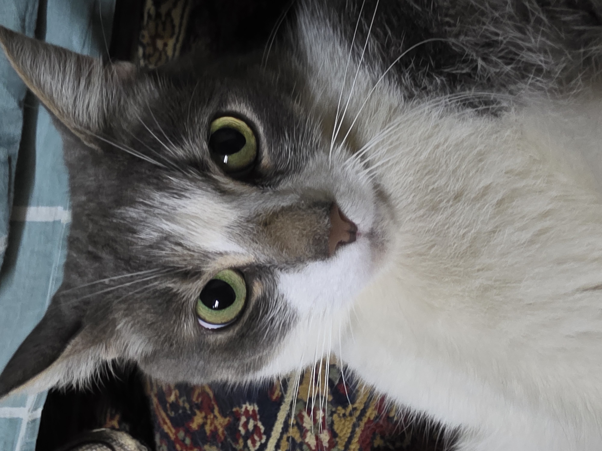 The image is a close-up, head-on portrait of a domestic cat. The cat has green eyes, grey and white fur, and is looking directly at the camera. The background is blurred, showing a patterned fabric and a turquoise surface. The image does not provide any information about a location in the city of Речицы, Russia.