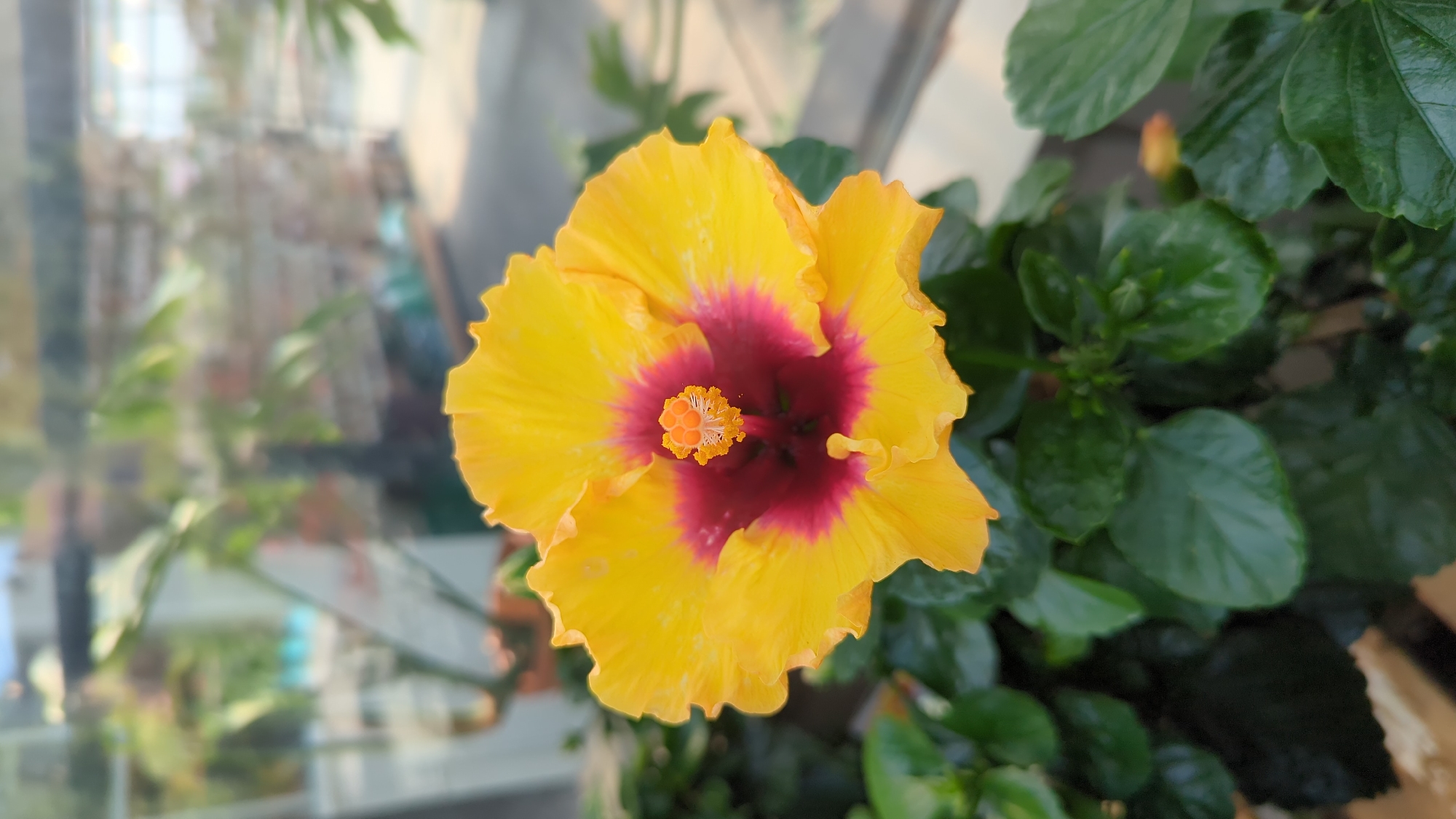 A close-up, eye-level shot showcases a vibrant yellow hibiscus flower with a deep red center and orange stamen. The flower is in full bloom and is surrounded by lush green foliage, suggesting it's outdoors or in a greenhouse. The background is softly blurred, revealing hints of indoor plants and structures, possibly a commercial greenhouse or garden center. The image has a shallow depth of field, with the flower being the sharpest element and the background progressively out of focus. No people are visible in the frame. The scene suggests a temperate climate, typical of Laval, Canada.