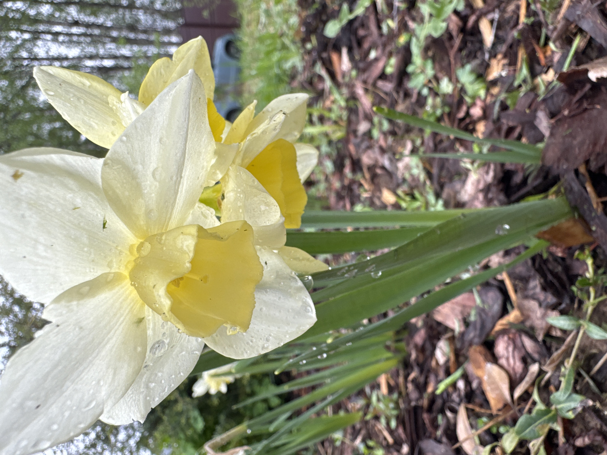 A close-up, slightly angled shot captures two daffodils in bloom. The flowers are predominantly white with yellow trumpet-shaped coronas. Water droplets are visible on the petals and leaves, suggesting recent moisture. The flowers are surrounded by green leaves and a background of mulch and small green plants. The top of the image contains a blurred view of trees. The photo location is not indicated in the image.