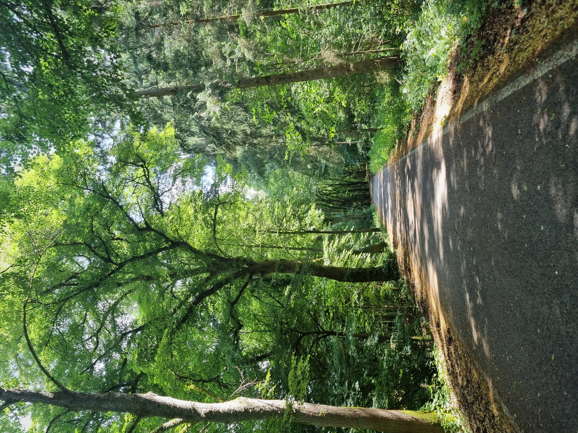 An asphalt road winds through a dense, sun-dappled forest. Tall trees with lush green canopies line both sides of the road, casting dappled shadows on the asphalt. The foliage is thick, with various shades of green from broad-leafed trees and coniferous evergreens. Sunlight filters through the leaves, creating bright patches and shadows. The road appears to be a pathway or a quiet street, devoid of any vehicles or pedestrians. The environment is serene and natural, suggesting a park or a rural area within the city of Dahn, Germany, likely a recreational path.