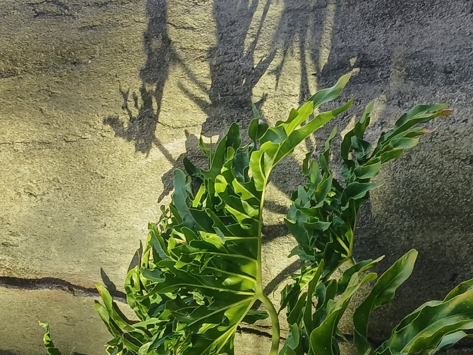 A close-up shot depicts a wall with a green plant growing in front of it. The wall appears to be made of concrete or stone. A shadow cast by tree branches or other foliage falls on the wall behind the plant. The plant has large, deeply lobed leaves. The location is in Guayana City, Venezuela.