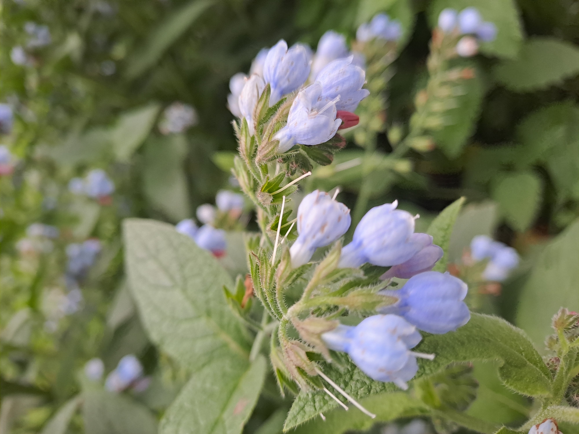 The image shows a cluster of blue flowers with green leaves. The flowers are bell-shaped, with small white tips protruding from the petals. The leaves are textured with visible veins. The scene is possibly located in Elektrostal, Russia based on context provided.