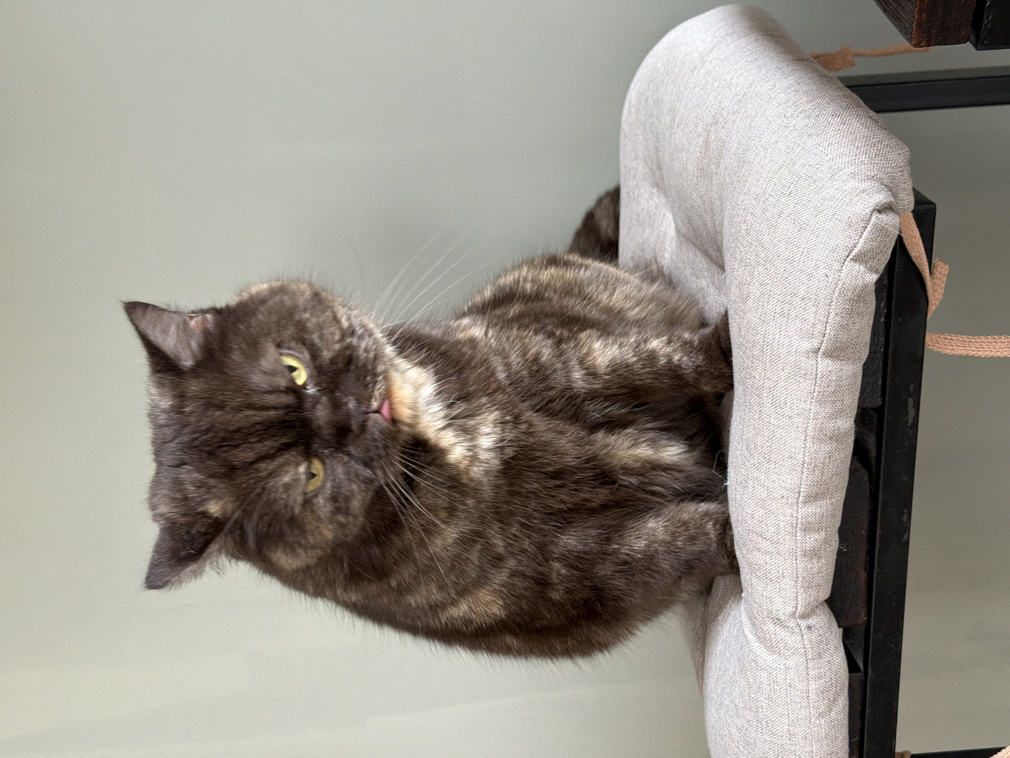 A tortoiseshell cat with yellow eyes is nestled in a gray upholstered chair. The chair is attached to a black metal frame. The cat appears to be grooming itself, with its tongue slightly visible. The background is a plain light gray wall. There is no evidence that the picture was taken in Chaikovsky, Russia.