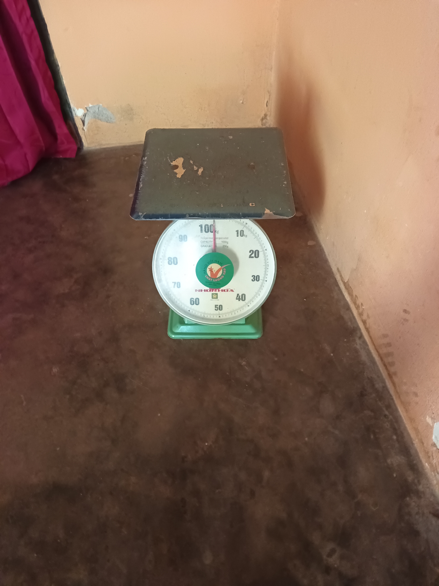 An analog scale is positioned on a dark brown floor. The scale has a dark gray, rectangular platform and a white circular dial with black numbers and markings. The dial shows a maximum capacity of 100kg. There is a green circular logo in the center of the dial with Vietnamese text. The scale is green at the base. A pink curtain is visible on the left side of the image, and a peach-colored wall with some peeling paint is on the right. The scene appears to be indoors, possibly in a room within a building in Terbanggi Marga, Indonesia.