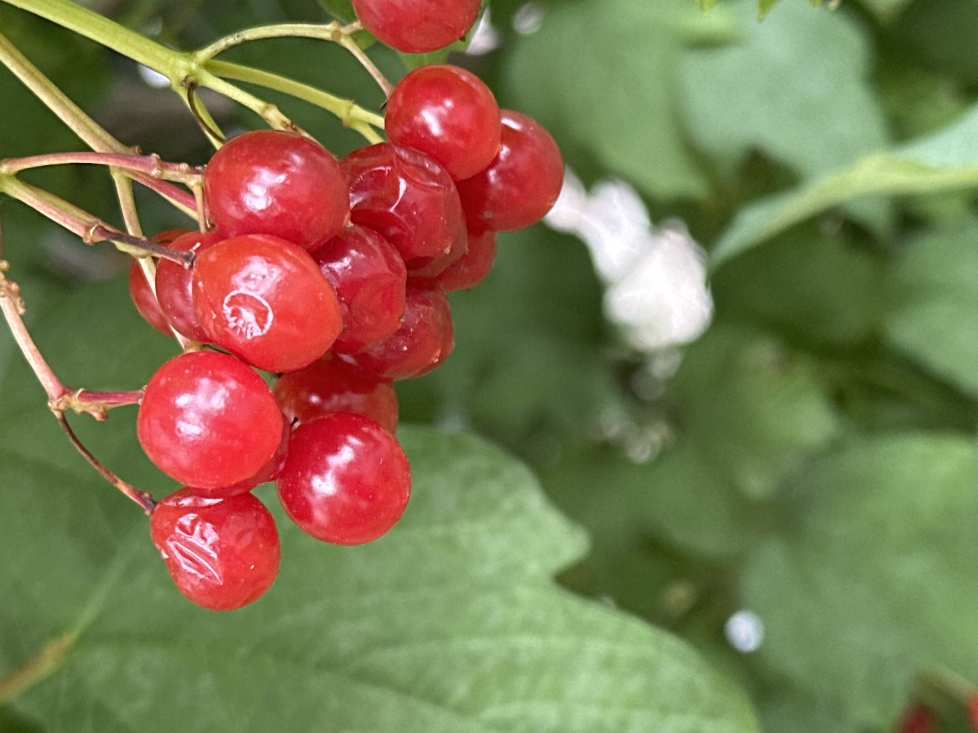 A cluster of bright red berries hangs from thin, reddish stems against a softly blurred background of green leaves. The berries are plump and round, with a glossy sheen that reflects the light. Some of the berries show slight indentations or irregularities, suggesting they are ripe. The overall impression is one of natural abundance and vibrant color. The image does not contain any information that would allow for its location to be identified as Podolsk, Russia.