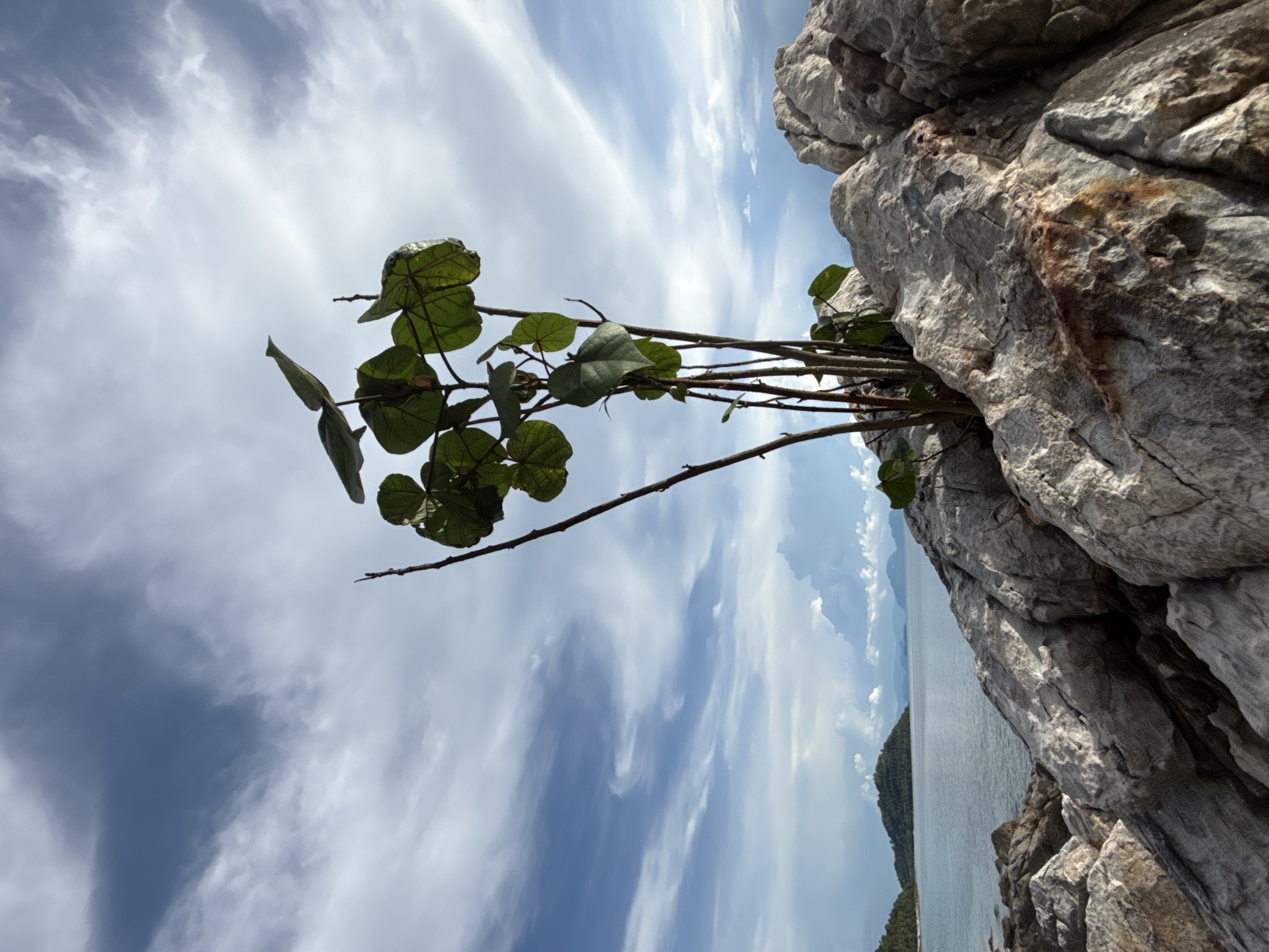 A small green plant with broad leaves grows from a crevice in large, weathered grey rocks. The rocks are in the foreground, filling the lower half of the frame. Beyond the rocks, a calm, blue body of water stretches towards a distant, tree-covered island under a partly cloudy blue sky. The scene is located in Baan Taling Ngam, Thailand. There are no people or animals visible.