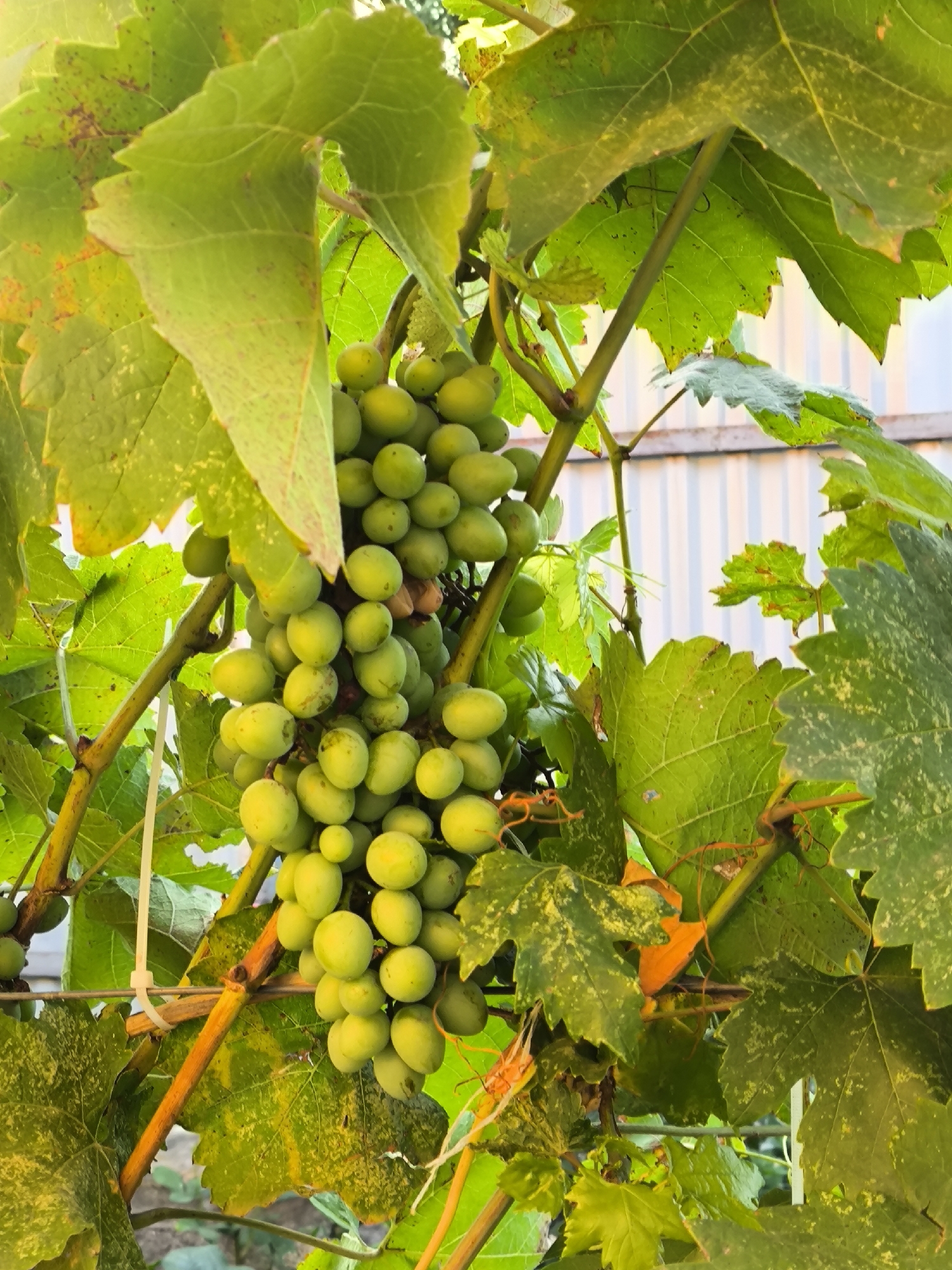 A cluster of unripe green grapes hangs from a vine amidst lush green leaves. The grapes are small and round, tightly packed together on stems. The leaves are broad and veined, some showing signs of yellowing or spotting. The background is blurred, but hints of a white corrugated fence and distant structures suggest an outdoor setting, possibly a vineyard or garden within the city of Yuzhno-Sukhokumsk, Russia. The lighting indicates it is daytime, with the sun casting soft shadows. There are no people or animals visible in the image.