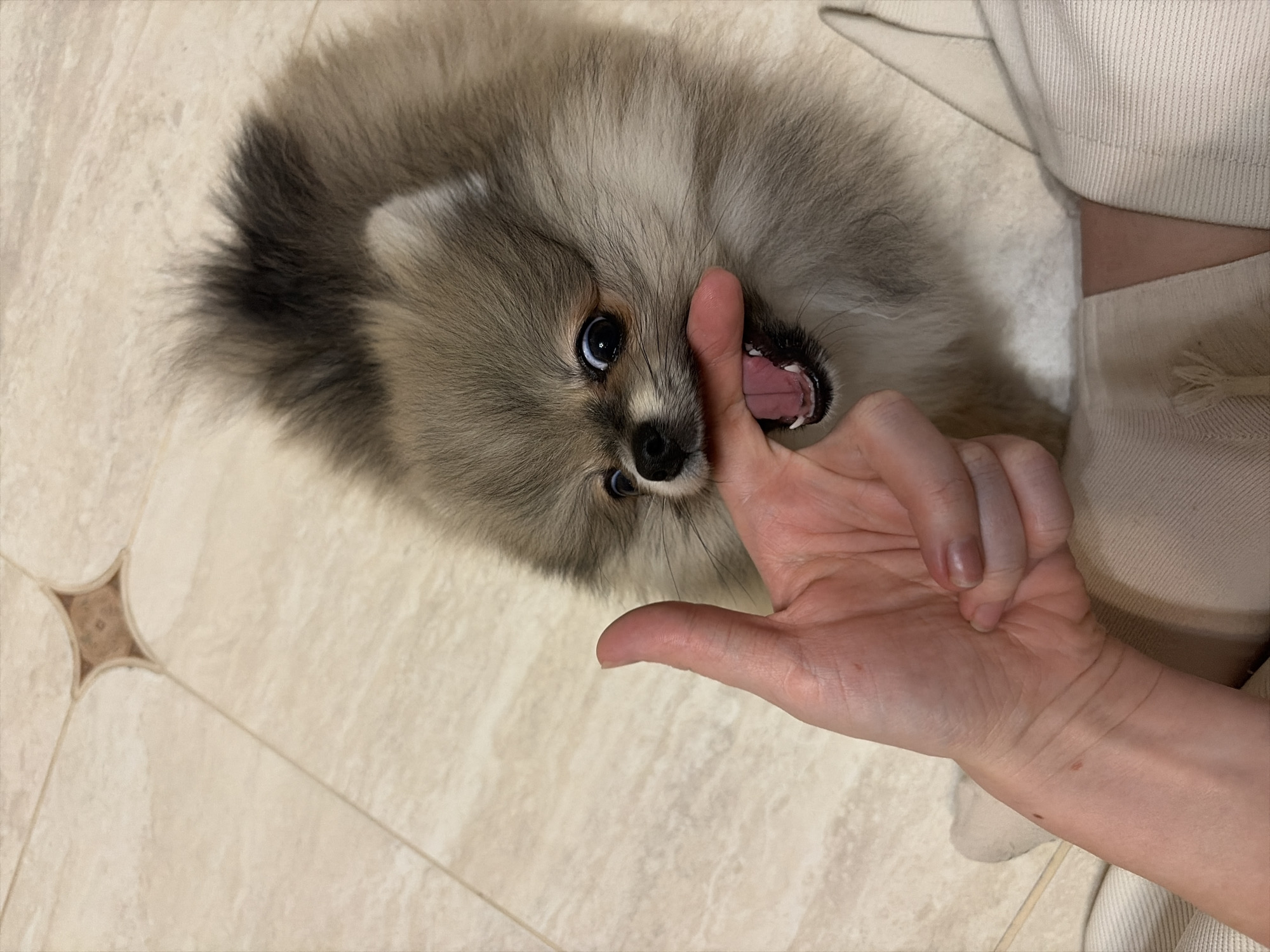 A top-down, close-up shot captures a playful moment between a small, fluffy dog and a human hand on a light-colored tiled floor. The dog, likely a Pomeranian, features dense, light brown and greyish fur, with a darker, curled tail visible on the left. Its dark, expressive eyes gaze directly at the viewer, conveying an alert and engaged demeanor.
The dog's mouth is open, revealing a pink tongue and small teeth, as it gently interacts with the index finger of a human hand. The hand, with fair skin, is extended into the dog's mouth, suggesting a playful bite or mouthing. Part of a light-colored, possibly beige, sleeve or garment is visible in the upper right, indicating the presence of a person.
The setting appears to be indoors, on a tiled floor composed of light, off-white square tiles with subtle veining and narrow grout lines. A decorative star-like pattern, with a darker center, is visible on one tile in the bottom left corner. The lighting is bright and even. No text is visible in the image.