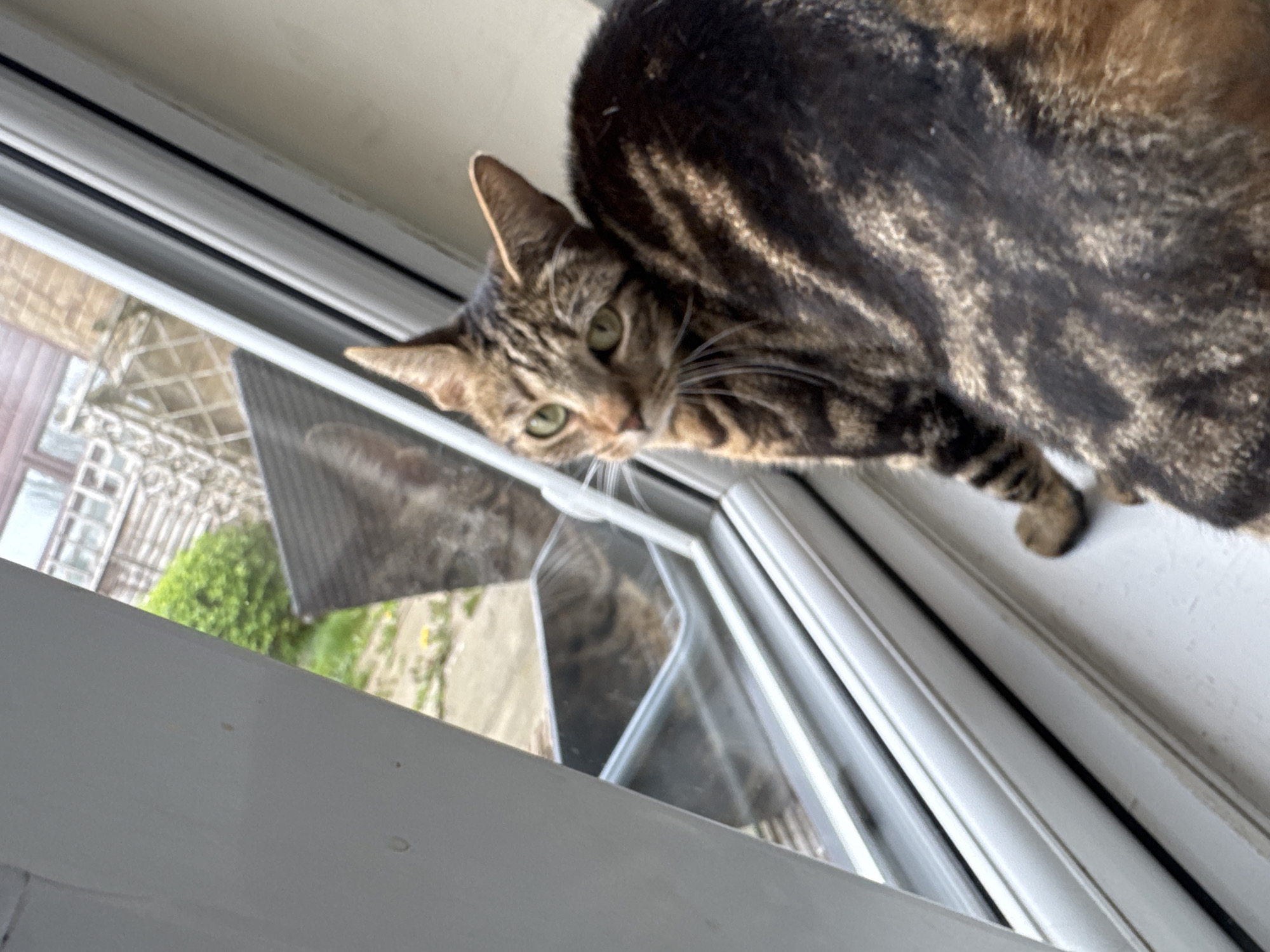 A brown tabby cat is perched on the interior windowsill of a white-framed window, looking downwards. Outside the window, greenery and portions of other buildings are visible. The location in Desborough, United Kingdom is not ascertainable from the image.