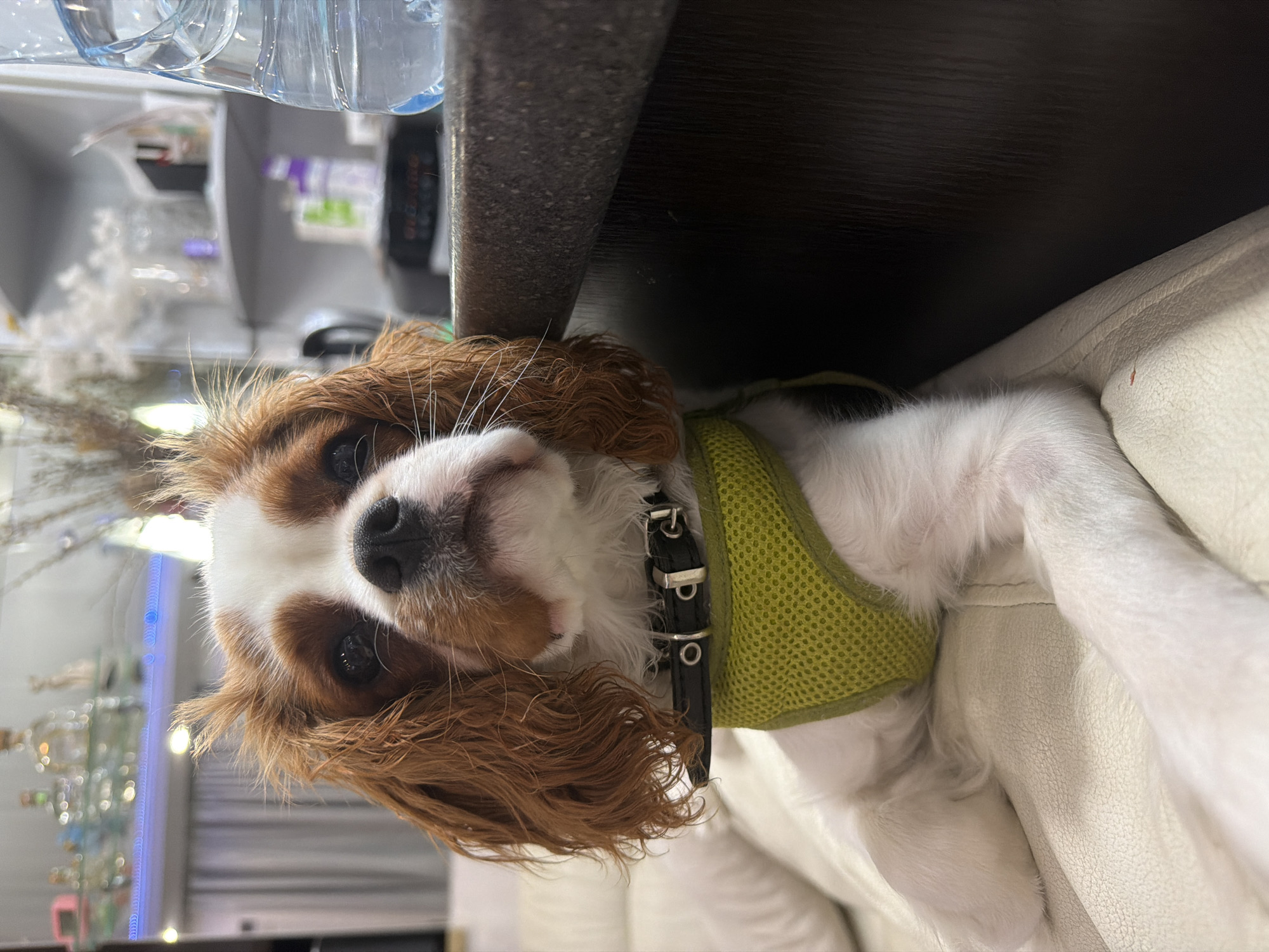 A King Charles Cavalier Spaniel dog, with brown and white fur, is sitting on a cream-colored couch. The dog is wearing a green mesh harness and a black collar. The dog's head is slightly tilted, and its eyes are looking towards the camera. In the background, there are shelves with various items, including bottles and decorative objects, and a large clear plastic bottle of water is visible on the right side of the image. The overall setting appears to be an indoor environment, possibly a home or a salon.