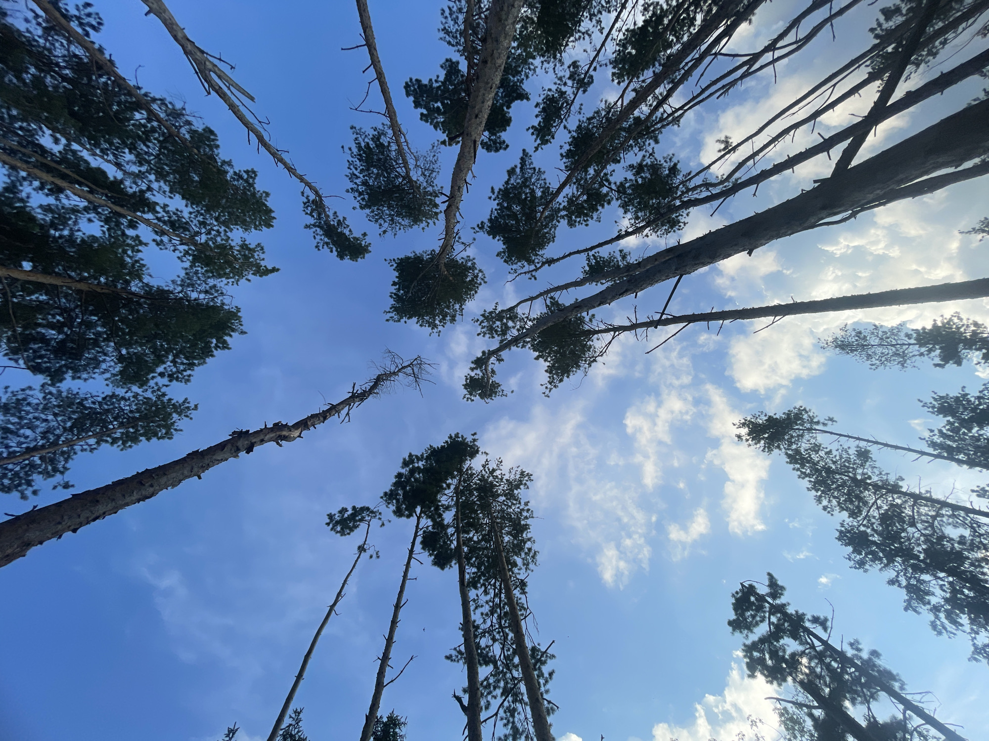 The image shows a low-angle shot looking up at tall pine trees against a blue sky with scattered white clouds. The trees are silhouetted and appear to be in a forest or wooded area. The image is taken in Podshivalovo, Russia.