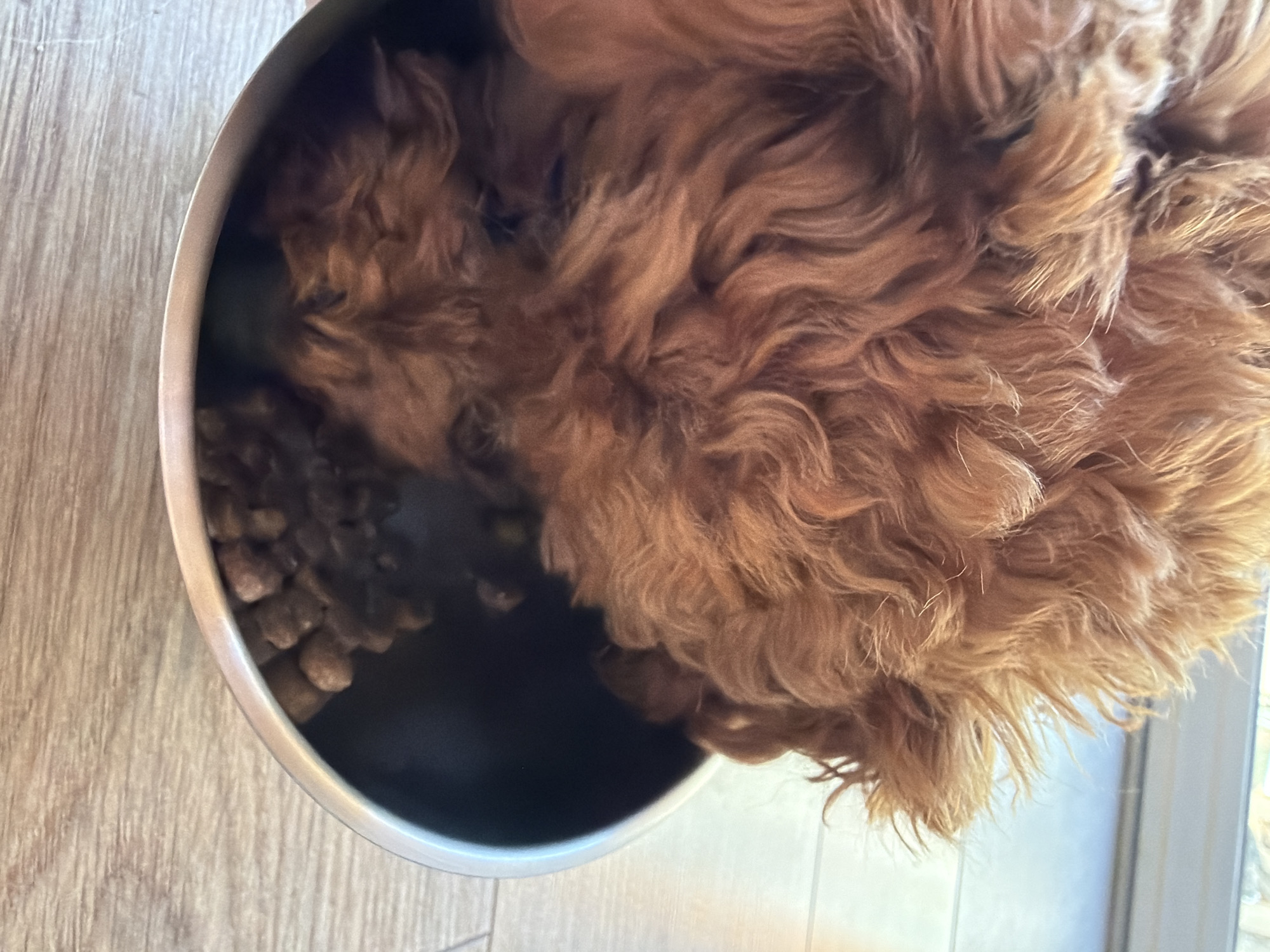 A close-up, overhead shot shows the fluffy, auburn fur of a dog as it buries its face in a metallic dog bowl filled with kibble. The dog's head is angled down and to the right, obscuring most of its facial features. The fur is textured with loose curls and wisps, suggesting the dog might be a poodle mix. The bowl appears to be made of stainless steel and is resting on a light-colored wooden floor. The background is slightly out of focus, revealing a hint of a window with a light-colored frame and possibly blinds or curtains. The overall impression is of a domestic scene, likely indoors, where a pet is enjoying its meal. There is no indication of a location in Sofia, Bulgaria.