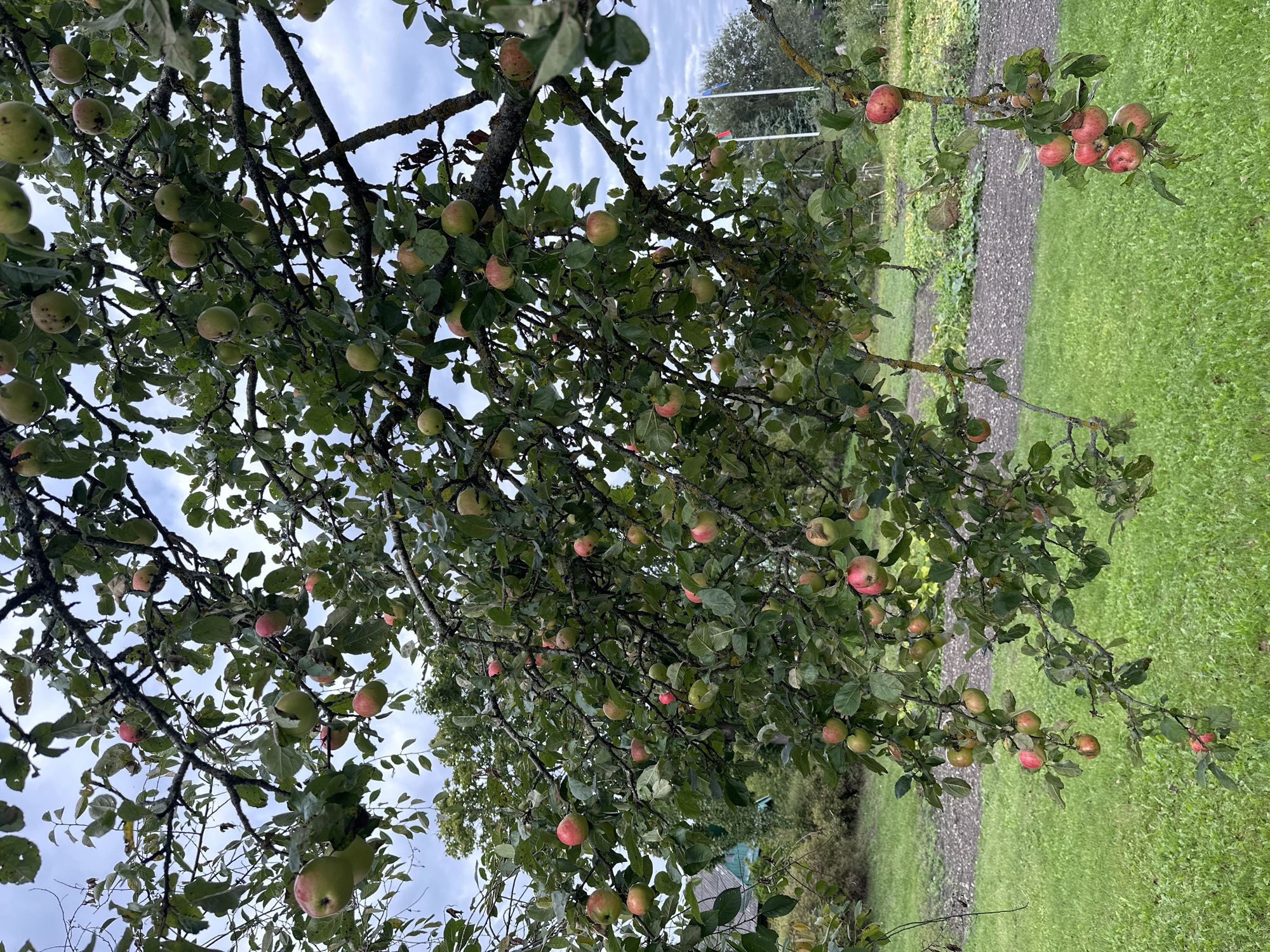 The image shows an apple tree with numerous red and green apples hanging from its branches. The tree is laden with fruit, some of which are ripe and ready for harvest. The background depicts a lush green grassy field with a dirt path running through it, possibly a garden area. In the distance, a house with a blue roof is visible, suggesting a rural setting. The sky is overcast, indicating a cloudy day. The scene is set in the village of Нарацкі сельскі Савет, Belarus.
