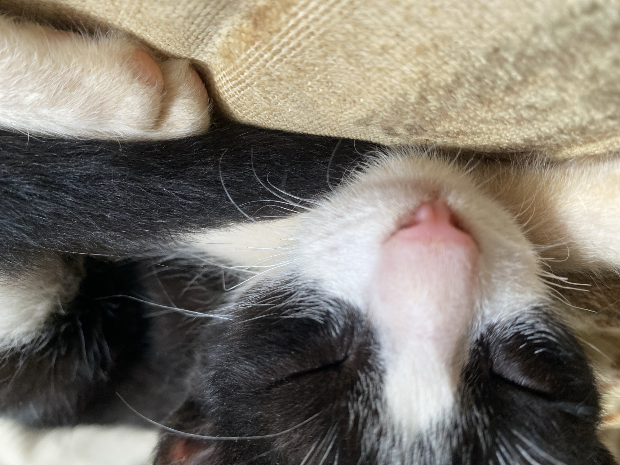 A close-up photograph shows a black and white cat sleeping upside down. Its pink nose is prominently displayed in the center of the frame, with closed eyes above. The cat's fur is predominantly black, with white patches around the nose and possibly extending to other parts of its body. A white paw with visible toes is visible in the upper left corner of the frame. The background consists of a beige textured surface, possibly a cushion or a piece of furniture, against which the cat is resting. The location in Tinaquillo, Venezuela is not discernible from the visual information in the image.