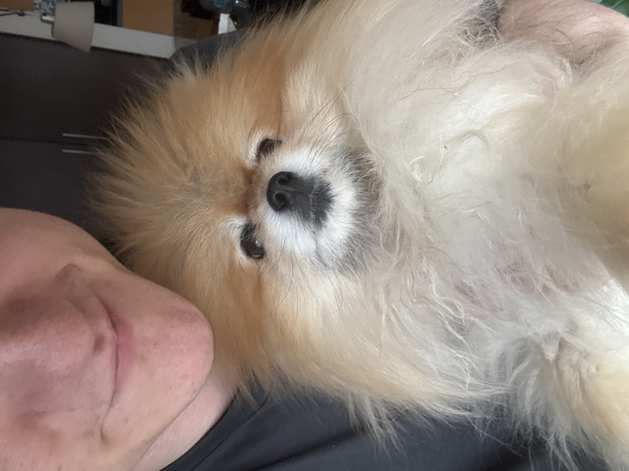 An intimate, close-up shot features a fluffy, cream and white Pomeranian dog resting comfortably next to a person, likely its owner, in an indoor setting in Warsaw, Poland. The dog is the central subject, positioned on its side and looking directly at the camera with soft, dark eyes and a prominent black nose. Its abundant, soft fur, predominantly light tan around the face and transitioning to a lighter cream or white on the body, gives it a characteristic fluffy appearance.
A portion of the person's face, specifically the cheek and jawline, is visible in the lower-left quadrant of the frame, suggesting a close, affectionate interaction, such as cuddling or resting together. The skin tone appears fair, and a subtle reddish mark is visible on the cheek area in some crops, possibly from warmth or pressure.
The activity depicted is a moment of quiet companionship and rest between the dog and the person. The dog's expression appears calm and content, conveying a sense of peace. The background is softly blurred, indicating an indoor environment without distinct features, contributing to the focus on the subjects. The lighting is soft and ambient, suggesting a relaxed atmosphere, possibly during the daytime. No text is visible in the image.