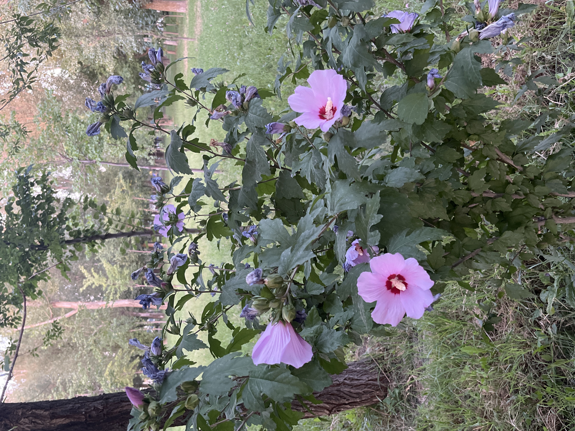 A close-up, eye-level shot captures a blooming hibiscus bush in a park setting in Bishkek, Kyrgyzstan. Two large, pink hibiscus flowers with red centers are prominent in the foreground. One is fully open, facing the viewer, while another, to the left, is partially open. The bush is laden with dark green leaves and numerous closed, purplish-blue buds. In the background, a grassy area is dotted with trees, some with visible trunks and others forming a dense foliage. The lighting suggests it is either early morning or late afternoon, with soft, diffused light. The ground is covered with a mix of green grass and some dry patches. There are no people visible in the scene.