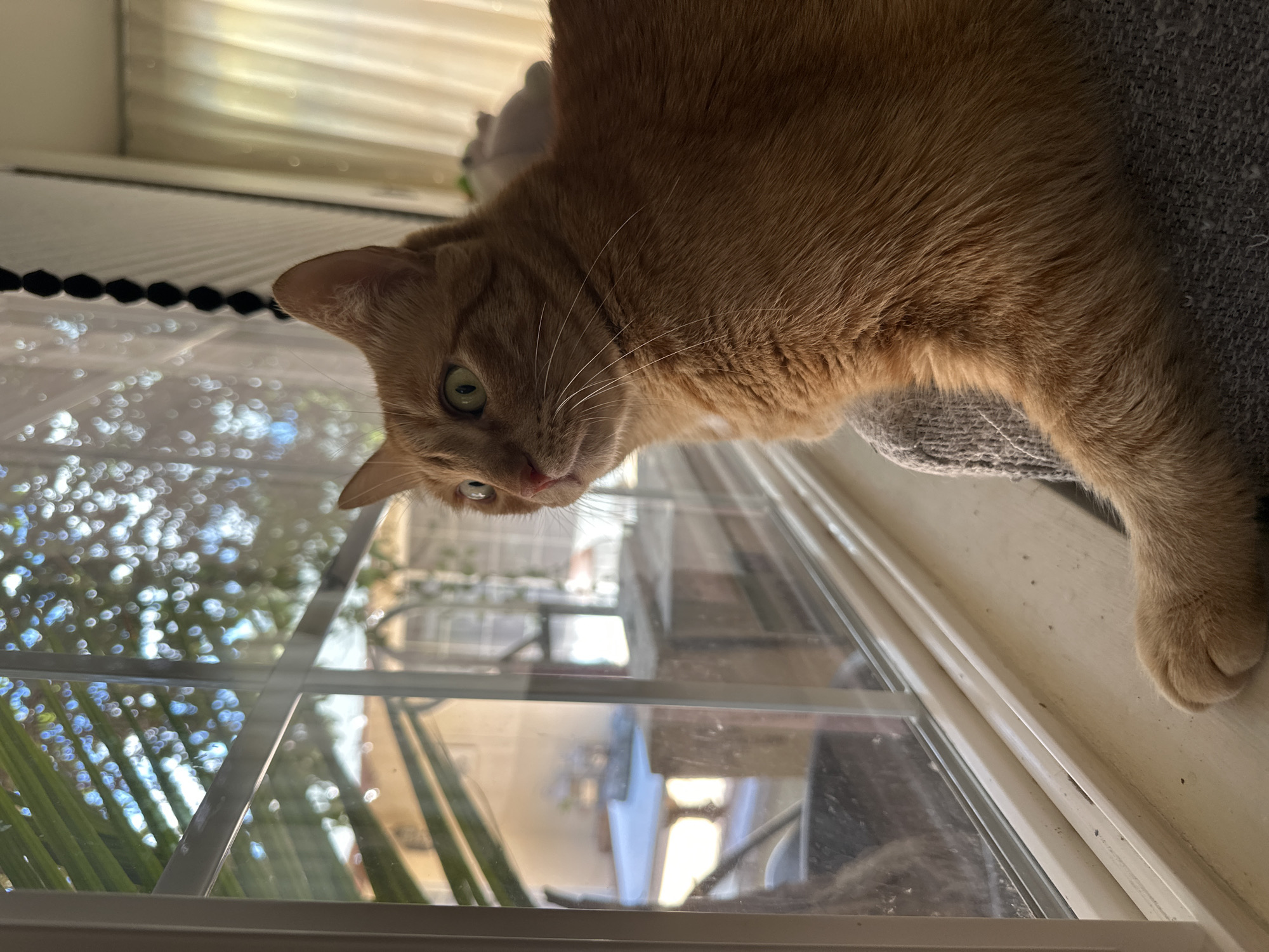 A ginger cat is resting on a gray cushioned surface near a window. The window is divided into panes and shows an exterior view of buildings, greenery, and sunlight. The cat is positioned at an angle, looking down and slightly to the left. The scene appears to be indoors. The city and specific location are unknown.