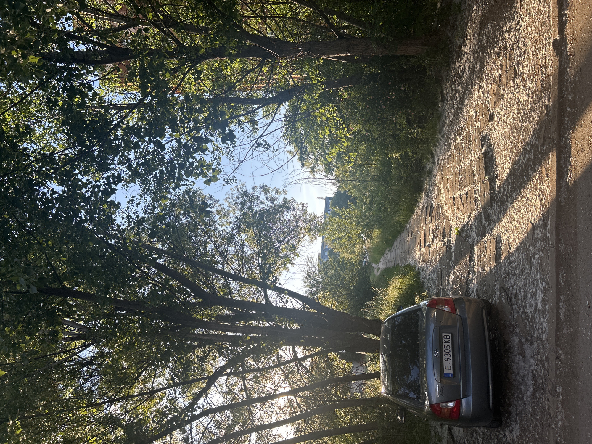 The image shows a street scene in Sofia, Bulgaria, characterized by a tree-lined path, a parked gray car, and considerable amounts of white, fluffy material covering the pavement, likely cottonwood seed.
**Environment:** The setting is outdoors, likely on a warm day. The path appears to be paved with stone or brick. The path has a thick scattering of the white fluffy substance, potentially obscuring the surface in places. Trees arch overhead, creating a partially shaded canopy. Buildings are visible in the distance.
**Objects:** A gray Hyundai car is parked on the right side of the image. The license plate number on the car is E-9305 KB. There are tree branches in the lower left of the image.
**Location:** Sofia, Bulgaria (based on license plate).