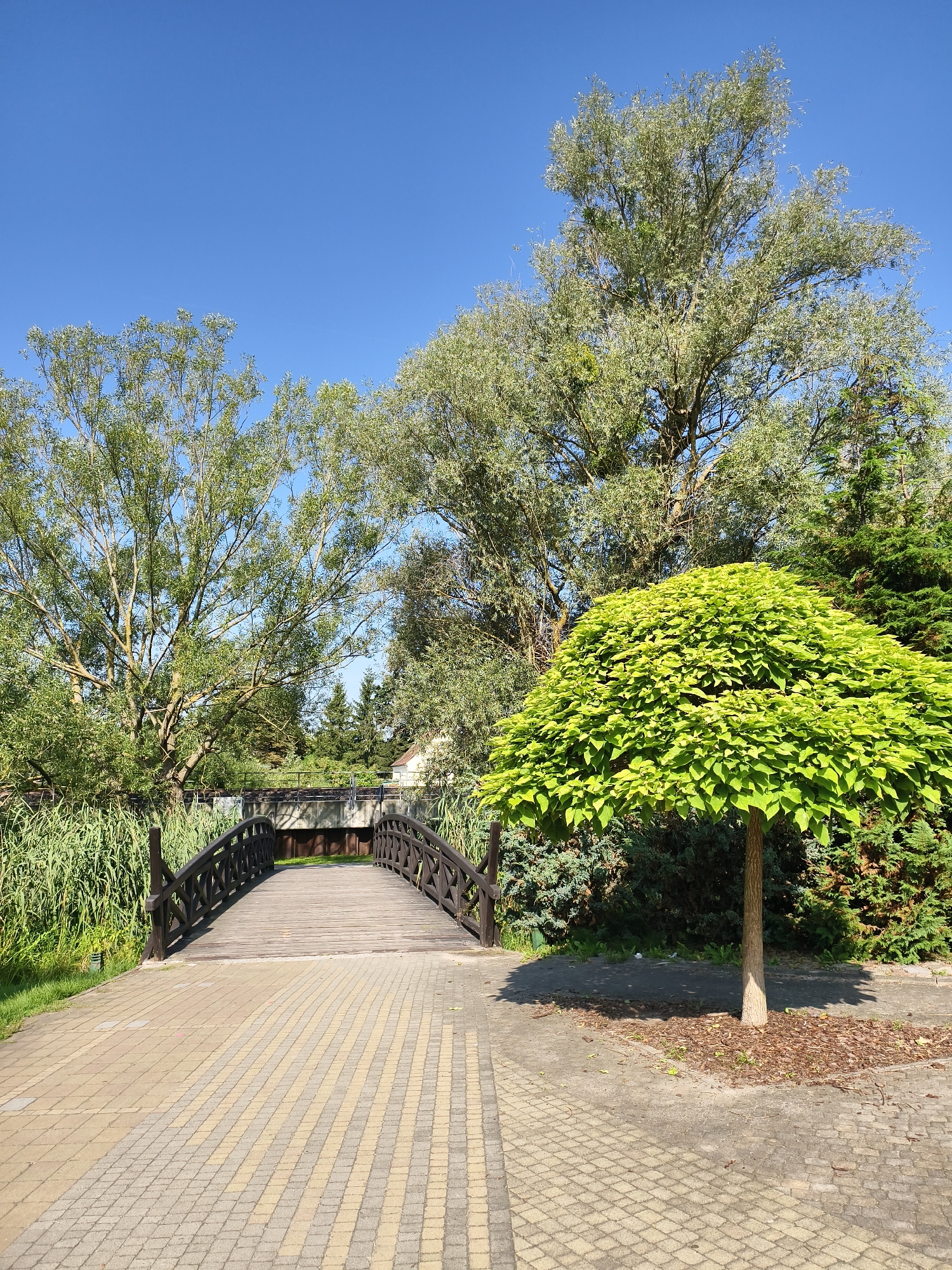 The image depicts a scenic view of a wooden bridge crossing a narrow body of water, surrounded by lush greenery and tall trees under a clear blue sky. The bridge is made of dark wood with a planked walkway and decorative railings. A paved pathway, made of interlocking bricks in shades of yellow and gray, leads up to the bridge on the right side of the frame. To the right of the pathway, a small, meticulously shaped tree with vibrant green foliage stands out. The left side of the path features tall reeds and grasses. In the background, more trees and some architectural structures, possibly part of a building, are visible. The lighting suggests it is a sunny day, casting shadows on the ground. This scene is located in the city of Sztum, Poland, likely in a park or recreational area. There are no people or animals visible in the image.