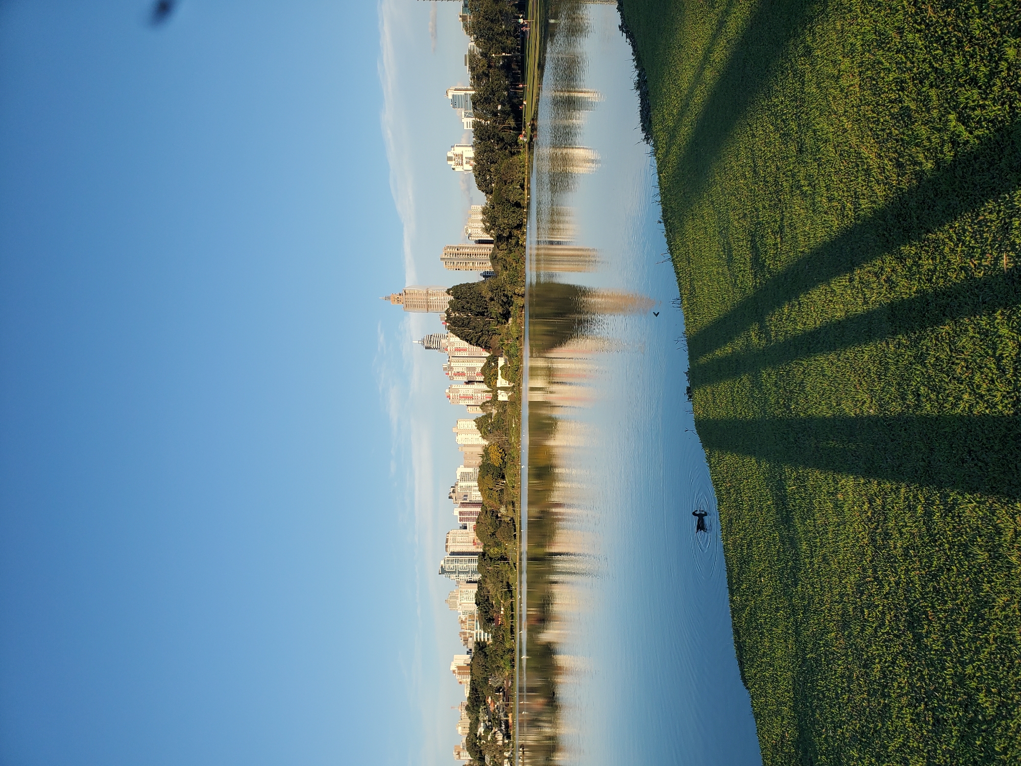 The image depicts a serene lake with a cityscape in the background, situated in Curitiba, Brazil. The lake occupies the foreground and middle ground, its surface reflecting the clear blue sky and the surrounding urban landscape. A lone duck is visible swimming in the water, creating ripples. The shoreline is lined with lush green grass, on which the long shadows of trees are cast, indicating late afternoon or early morning sunlight. Beyond the lake, a dense line of trees separates the water from the city, which features a collection of modern buildings of varying heights. A tall building under construction is prominently visible among the skyscrapers. The sky is a vast expanse of clear blue with a few wispy clouds. The overall impression is one of tranquility and urban integration with nature. This scene is characteristic of the Parque Barigui, a popular urban park in Curitiba.