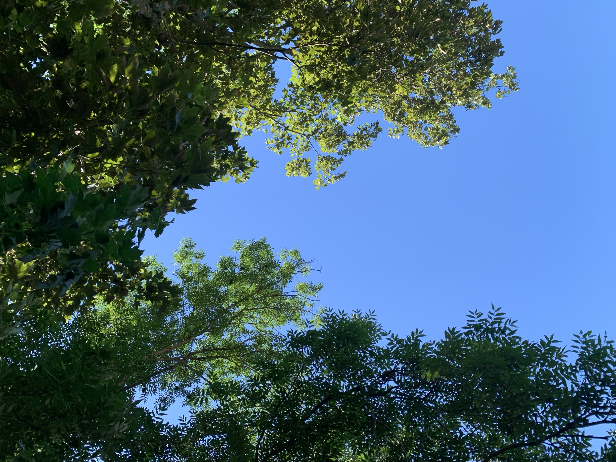 This media file is a low-angle shot looking up at the sky through the branches and leaves of trees. The sky is a clear, vibrant blue, suggesting a sunny day. The foliage is lush and green, with sunlight filtering through the leaves, creating dappled patterns and highlighting the textures of the leaves. There are two distinct types of trees visible: one with larger, lobed leaves, and another with smaller, more finely divided leaves. The branches of the trees frame the sky, creating a natural canopy effect. The composition emphasizes the contrast between the organic forms of the trees and the vast expanse of the sky. There is no visible text. The scene evokes a sense of peace and the beauty of nature on a clear day. The location context of Stavropol, Russia, implies an outdoor setting, possibly a park, forest, or garden. The time of day appears to be daytime, given the bright sunlight.