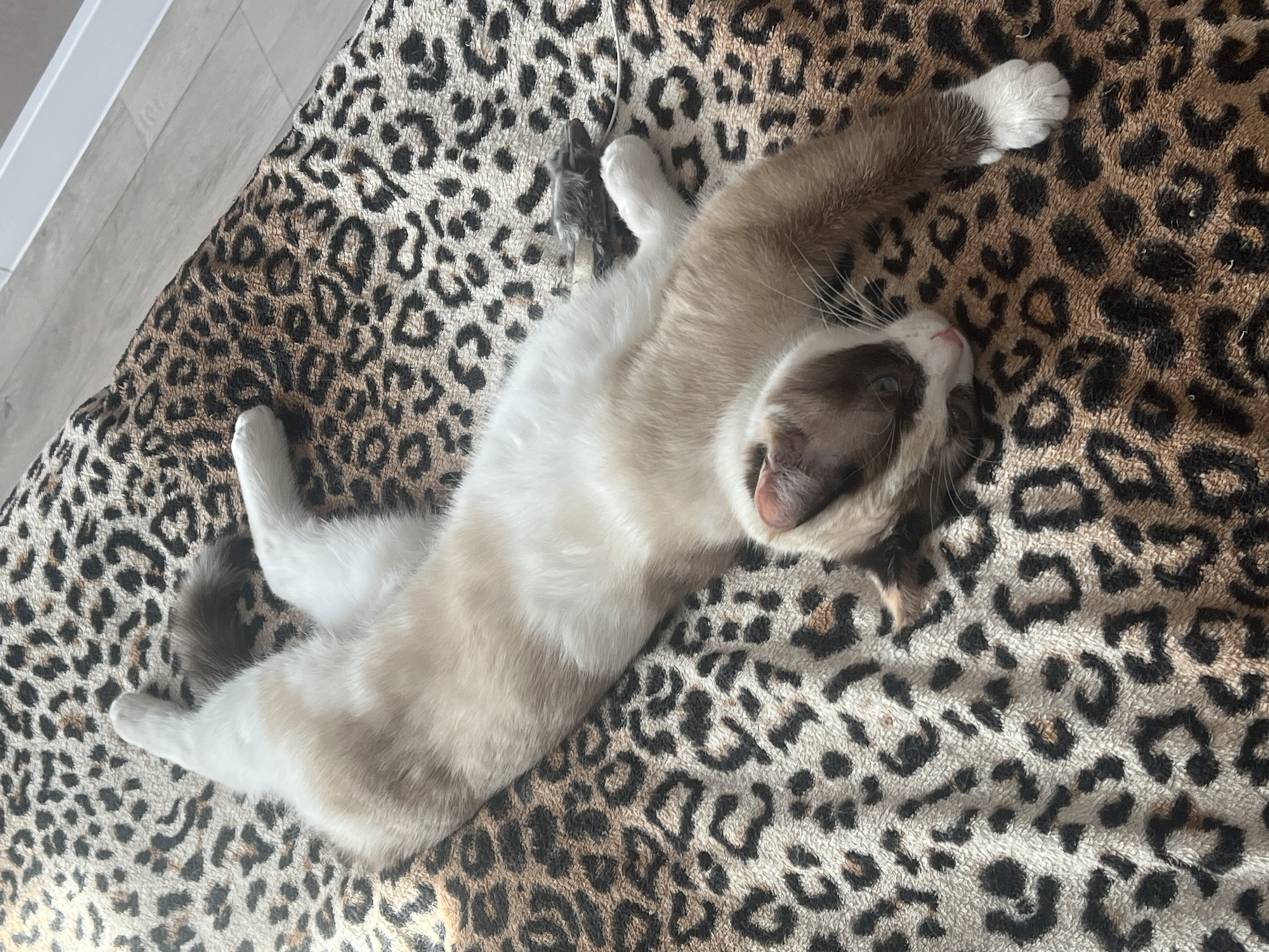 A tan and white cat lies on its back on a leopard-print rug. The cat's front paws are extended above its head, with its right paw resting on a gray toy mouse. Its tail is curled near its left leg. The background is out of focus, with hints of a white wall. No information is available regarding the location in the city of Votkinsk, Russia.
