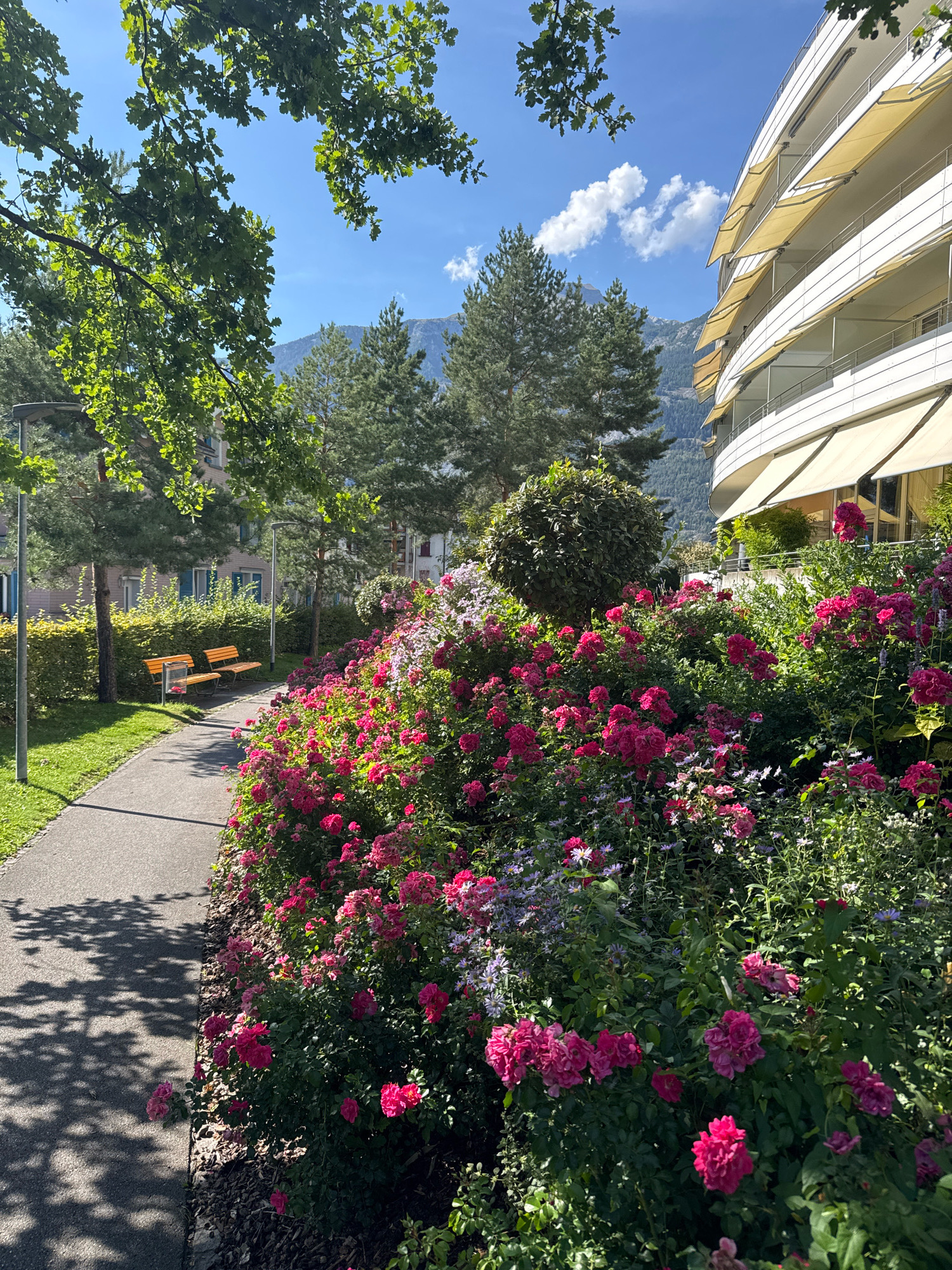 A paved pathway curves to the left, bordered by a dense, vibrant flower bed overflowing with pink roses and smaller purple and white blossoms. The pathway is shaded by dappled sunlight filtering through tree leaves, casting intricate shadows on the ground. To the left of the path, a neatly mown lawn features two empty wooden benches. Further left, trees and a low green hedge separate the grassy area from a building. Behind the flower bed and trees, a modern, multi-story building with curved white balconies and retractable awnings dominates the right side of the frame. In the background, lush green trees and the lower slopes of a majestic mountain are visible under a clear blue sky dotted with white clouds. The scene depicts a well-maintained park-like area adjacent to residential or commercial buildings, possibly in a mountainous region. There are no people visible in the image.