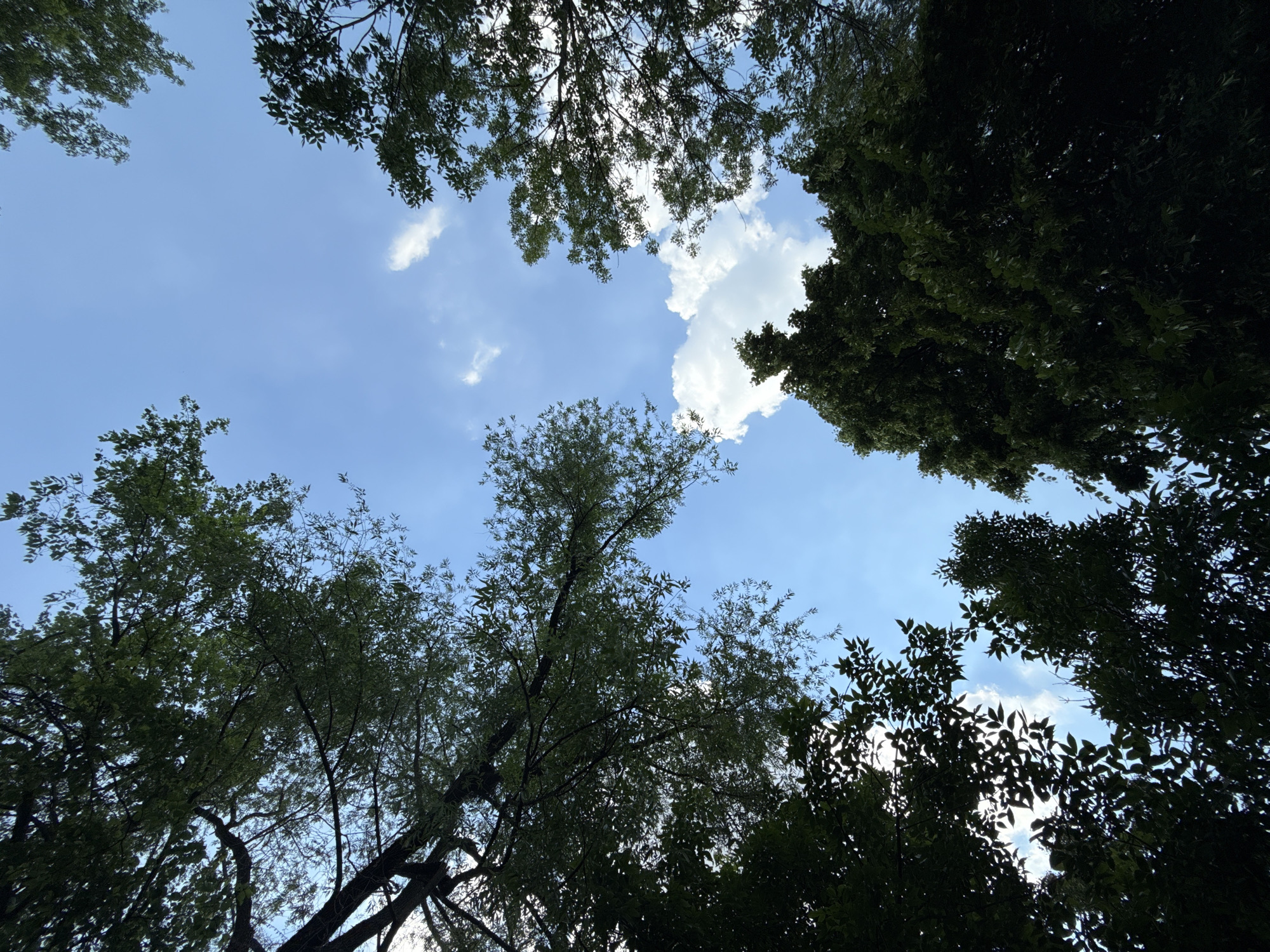 The image depicts a view looking upwards through the canopy of trees towards a bright blue sky with scattered white clouds. The foliage of several trees forms a natural frame around the sky. The leaves are lush and green, with some areas of darker shadow where the sun is blocked. The overall impression is one of looking up from beneath the trees on a clear day. There is no discernible location within the city of Moscow, Russia, or any people, objects, or actions present in the scene.