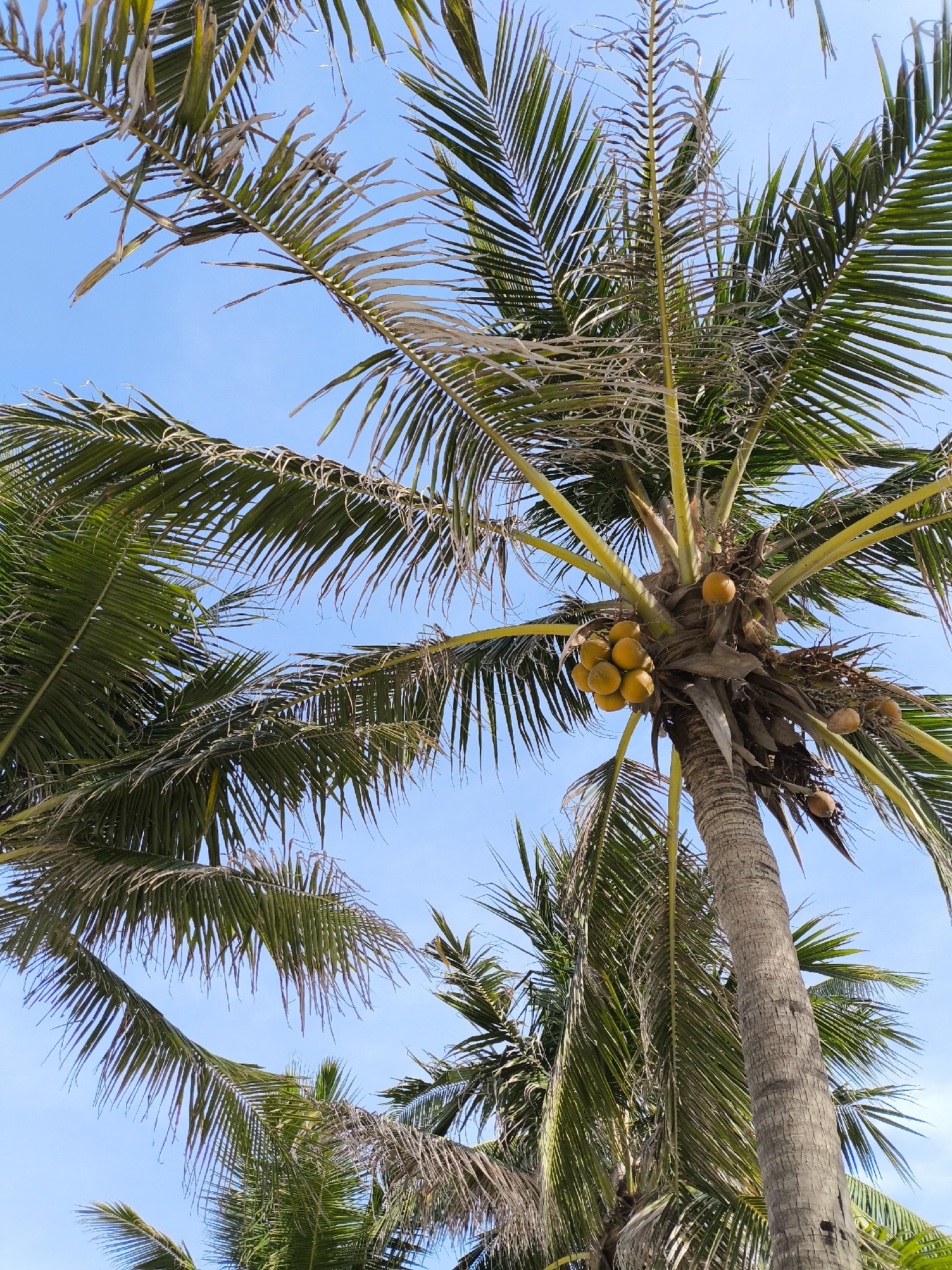 The image captures a close-up, low-angle view of a coconut palm tree against a clear blue sky. Several clusters of yellow coconuts are visible on the tree, with some brown, withered fronds interspersed among the greener ones. The trunk of the palm tree is textured and appears sturdy. The scene suggests a tropical or subtropical environment, common in coastal areas like Đà Nẵng, Vietnam. The focus is entirely on the natural elements of the palm tree and the sky, with no other objects or people in the frame.