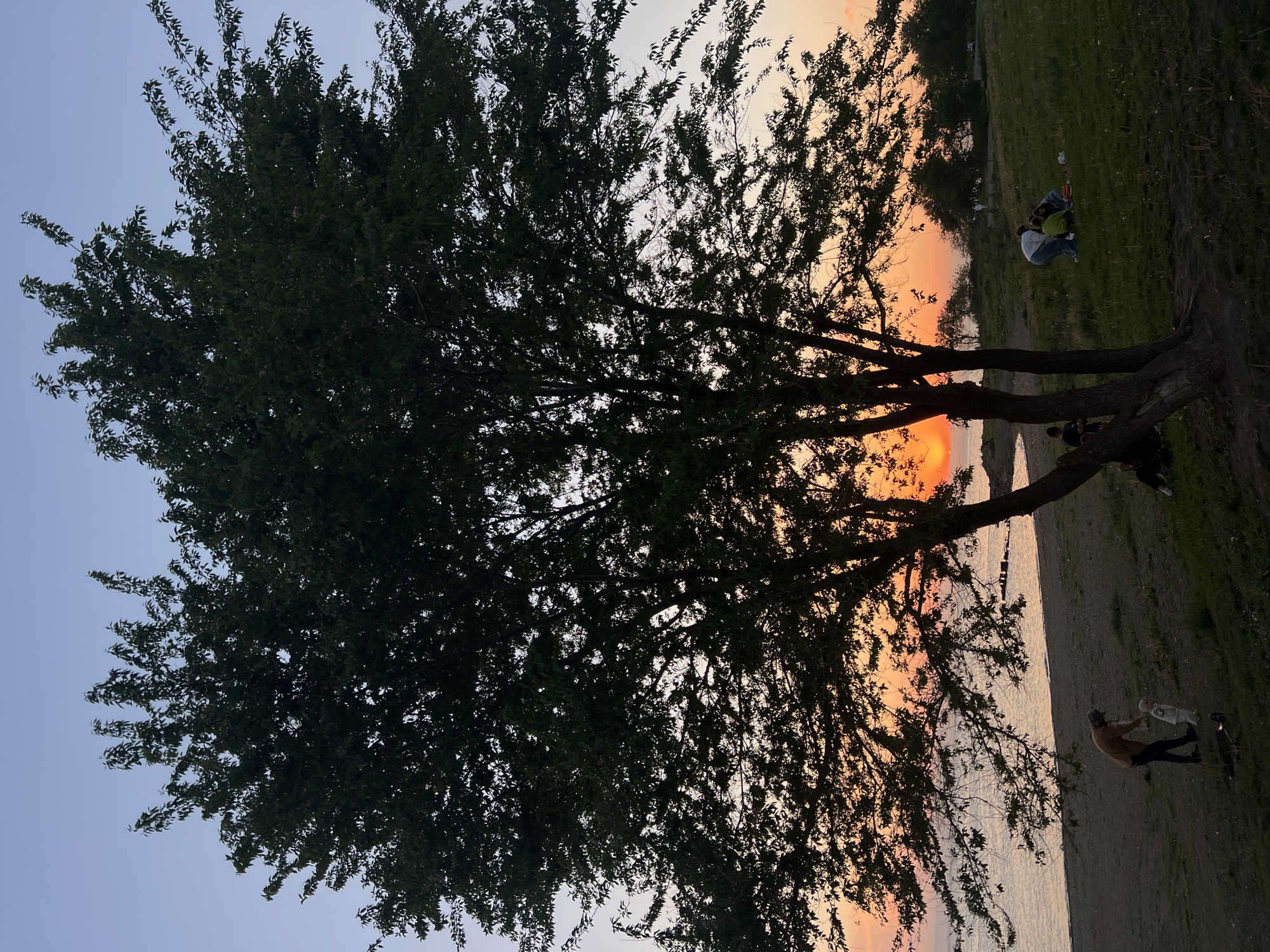 A horizontally oriented eye-level photograph shows a silhouetted tree in the foreground against a sunset backdrop over water. The tree, positioned to the left, dominates the frame with its full canopy. To the right, a warm sunset casts an orange and yellow hue across the sky and reflects on the water’s surface.
On the far right, individuals are visible on the grassy shore. One person is standing and appears to be interacting with a smaller figure, potentially a child or pet. A second group is sitting on the grass further back.
Given the likelihood that this is Vladivostok, Russia, based on provided information, the water could be part of the Amur Bay or Ussuri Bay. The area near the water might be a park or recreational area popular for sunset viewing.