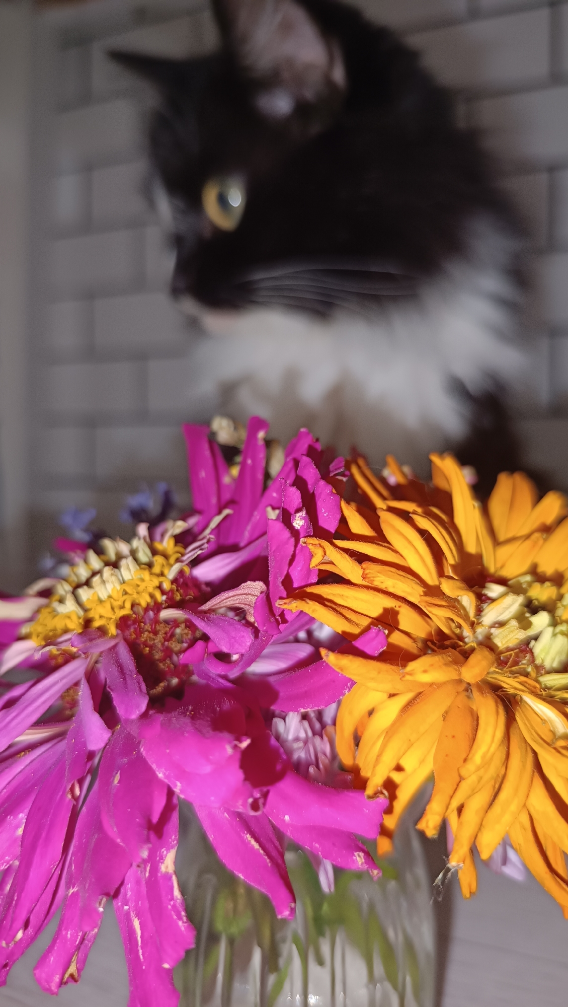In an indoor setting, a black and white cat with yellow eyes is out of focus in the background, looking to the left. In the foreground, a vase holds a bouquet of vibrant flowers, predominantly pink and orange zinnias with delicate yellow centers. The background features a blurred brick wall pattern. The scene is lit by artificial light, casting subtle shadows. No specific location in Chaikovsky, Russia, can be determined from the image alone.