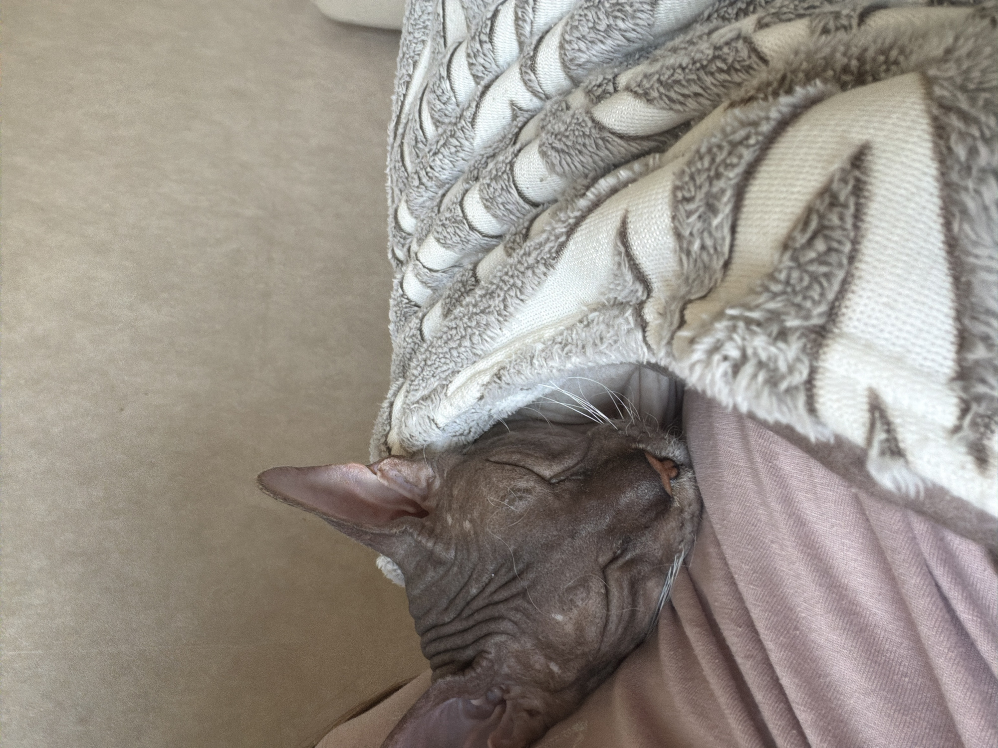A close-up shot shows a hairless cat sleeping peacefully, partially covered by a soft, striped blanket. The cat's wrinkled skin and large ears are visible. It appears to be resting on a pink fabric surface, possibly clothing or bedding. The background is a neutral, textured surface, consistent with a wall or furniture. There is no indication of the location being in Izhevsk, Russia or any specific city.