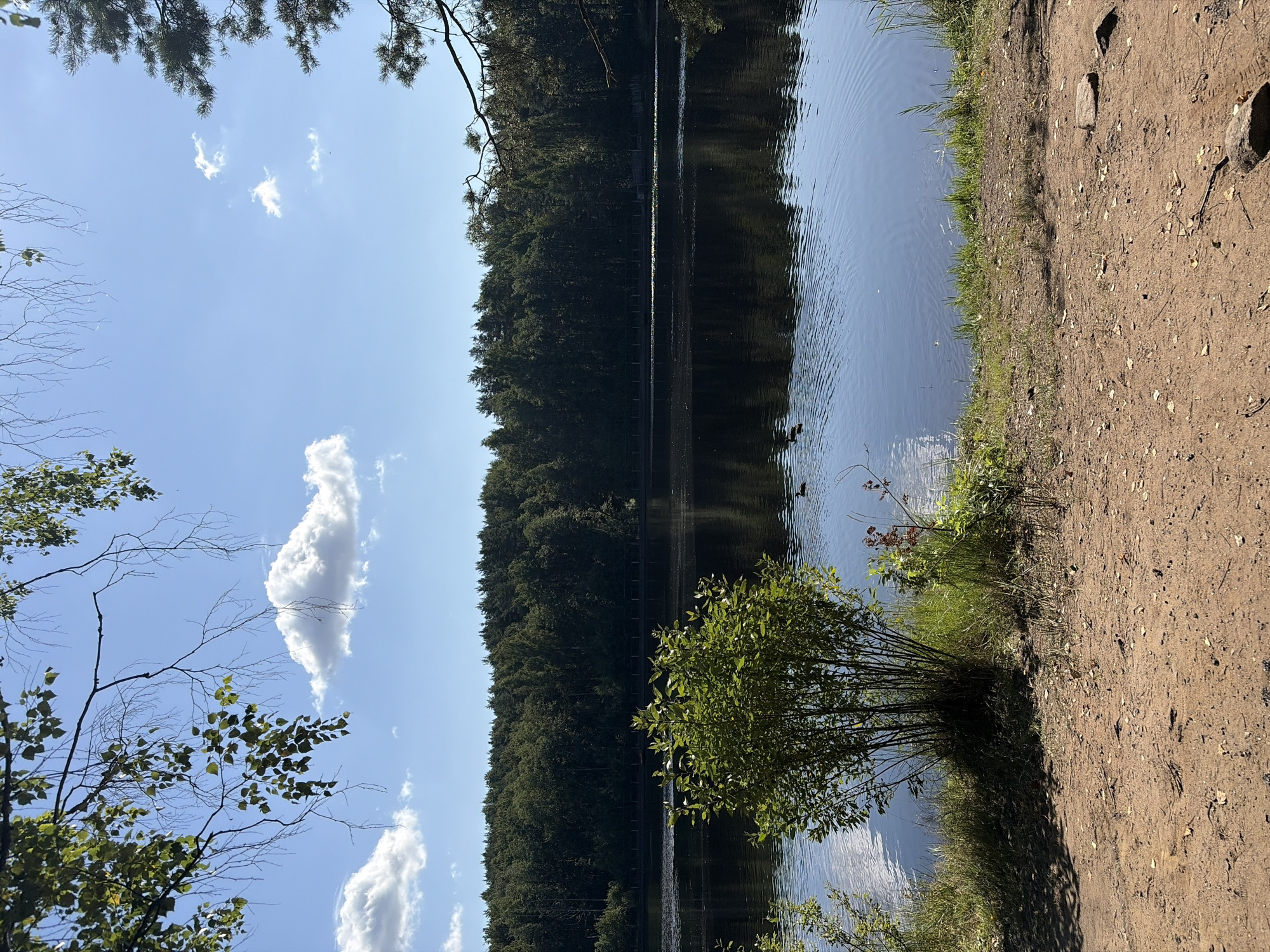 An outdoor, wide shot captures a serene natural landscape, likely in Yanino-1, Russia, under a clear blue sky dotted with fluffy white clouds. The foreground is a sandy, dry path with scattered leaves and small rocks. To the left, a lush green bush with thin branches stands prominently. Beyond the bush is a dark body of water, reflecting the sky and the dense, dark green forest that stretches across the horizon. The forest line appears to be a mix of deciduous and coniferous trees, with a low fence or railing visible in front of it along the water's edge. Two ducks are visible swimming in the lake. The overall atmosphere is tranquil and natural.