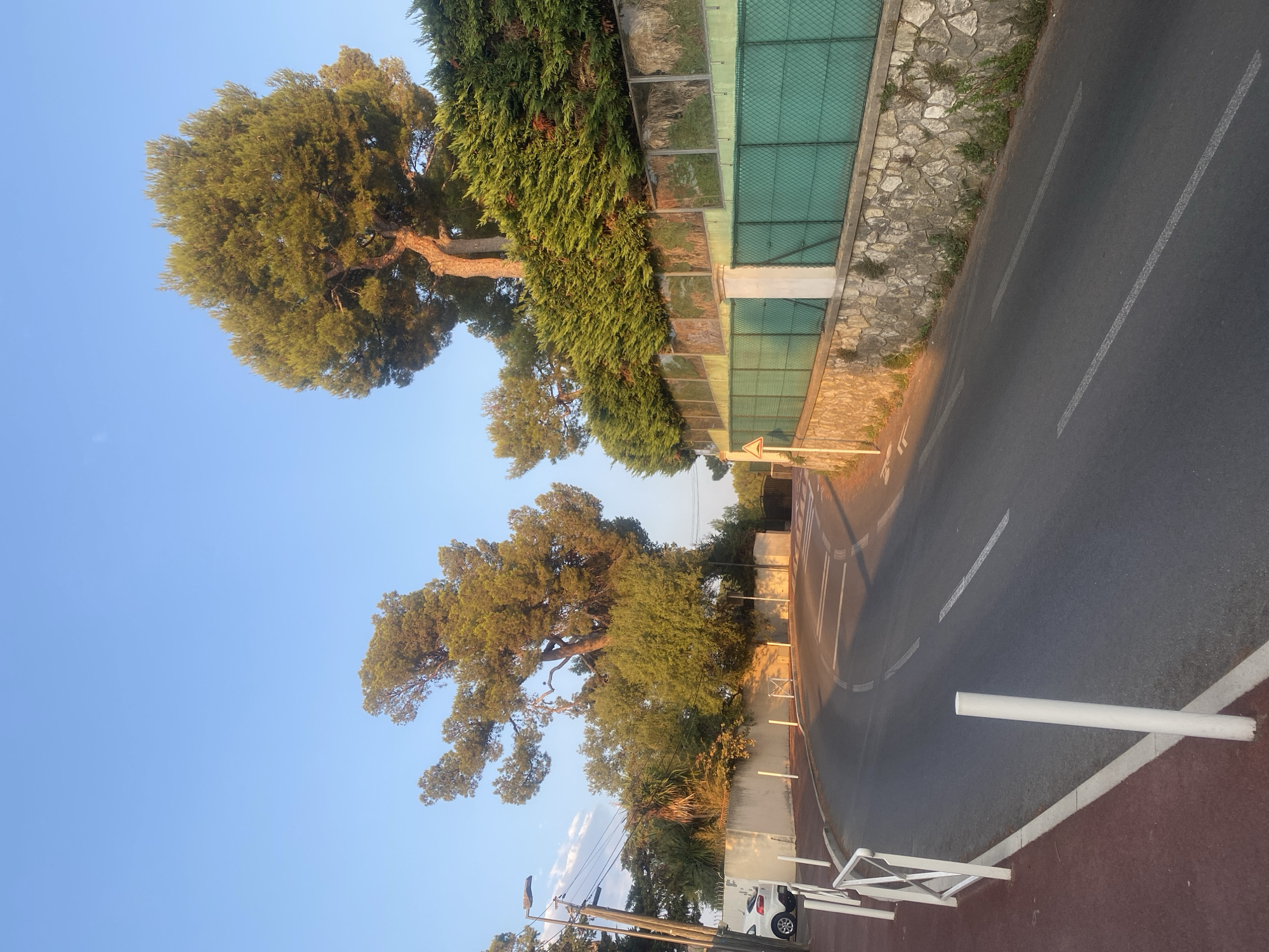 The image depicts a curved, two-lane asphalt road in Antibes, France, under a clear blue sky. The road is marked with white dashed lines and solid lines. On the left side of the road, there is a red-colored pedestrian walkway bordered by white metal railings and white bollards. Further left, a white car is parked next to a light-colored concrete wall and a street lamp.
The right side of the road features a tiered landscape. The lower tier consists of a rough stone wall. Above this wall is a green metal fence topped with lush green cypress trees. Behind the cypress trees, a large pine tree with a prominent trunk and spreading branches is visible, with its upper canopy extending towards the sky. The warm, low-angled sunlight suggests it is either early morning or late afternoon, casting long shadows and highlighting the textures of the stone wall and the foliage. The overall scene is one of a residential or semi-rural road, possibly in a hilly area given the landscaping.