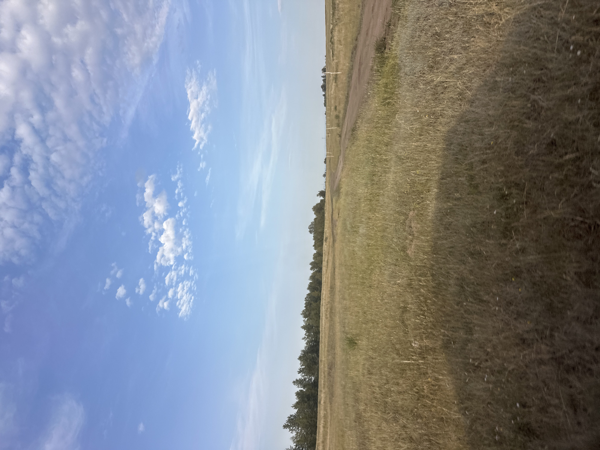 The image depicts a wide-angle, landscape view of a rural environment, possibly on the outskirts of Novonikolaevka, Russia. The scene is dominated by a vast expanse of dry, golden-brown grass that covers the foreground and midground. A dirt road curves through the grassy field, leading the eye towards the horizon. In the distance, a line of dark green coniferous trees forms a dense forest bordering the field. The sky above is a clear, pale blue, dotted with scattered white clouds. The lighting suggests it is daytime, likely late afternoon or early evening, given the warm tones of the grass and the quality of the light. There are no people or animals visible in the frame. The environment appears natural and undeveloped, with the dirt road suggesting a minimal human presence for travel or access within the area.