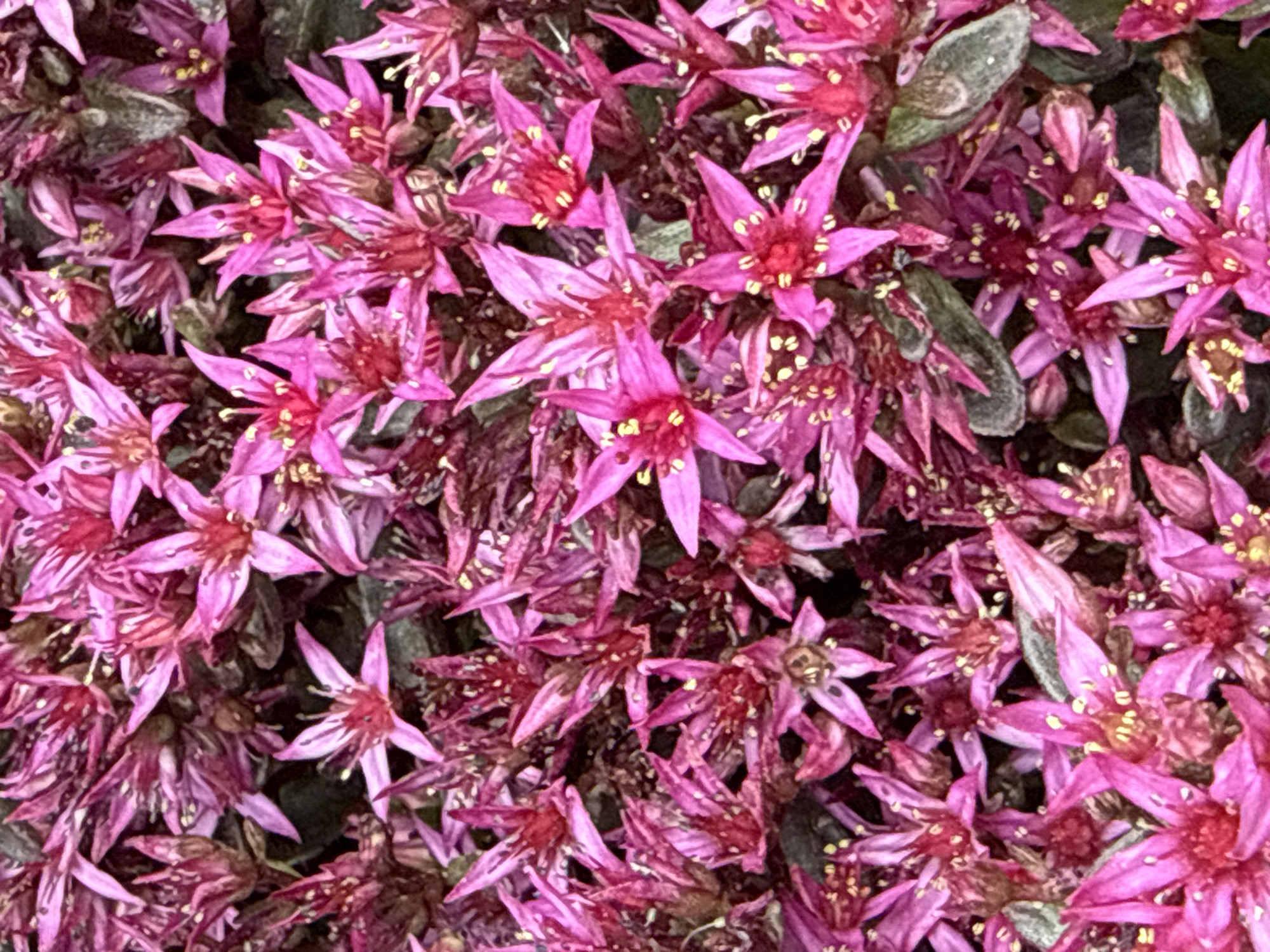 The image shows a close-up, overhead view of a dense cluster of pink flowers with yellow stamen. The flowers have multiple pointed petals and are tightly packed together, creating a textured surface. Some of the petals appear slightly wilted or dried. The background is a dark, out-of-focus mass of foliage and possibly some darker flower heads. The lighting is bright, casting some subtle shadows. No people or man-made objects are visible. The image depicts a natural scene. Without specific landmarks or contextual cues within the image itself, it is impossible to determine if this scene is located in Bad Sachsa, Germany.