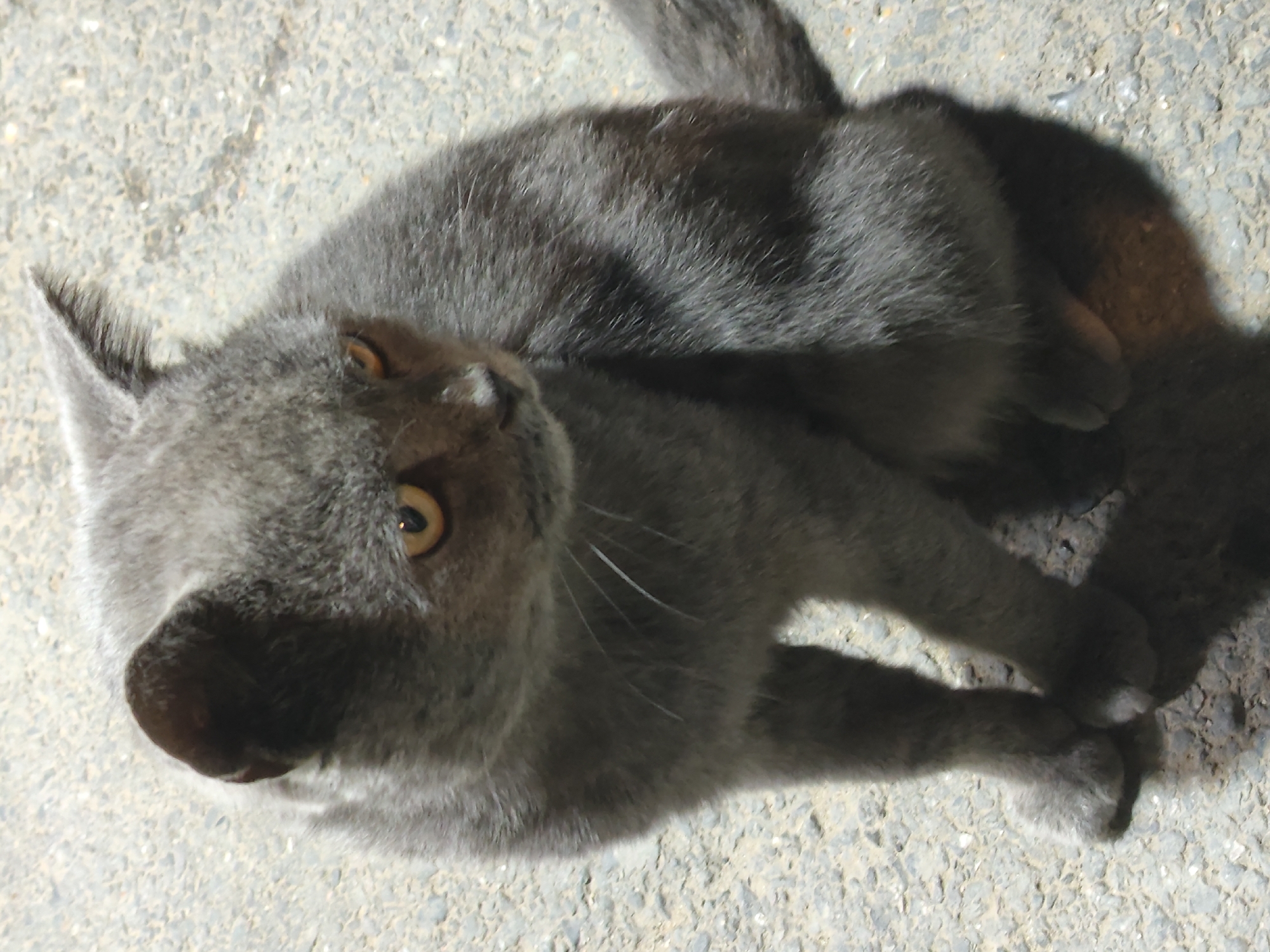 A gray cat with yellow eyes sits on an asphalt surface, likely a road or sidewalk, in the city of Leninkent, Russia. The cat is positioned in the center of the frame, facing slightly to the right. Its fur appears short and dense. The background consists of a textured asphalt surface with visible pebbles. The lighting suggests it is either dusk or nighttime, with a shadow cast by the cat to its right. No people or other animals are present in the image.